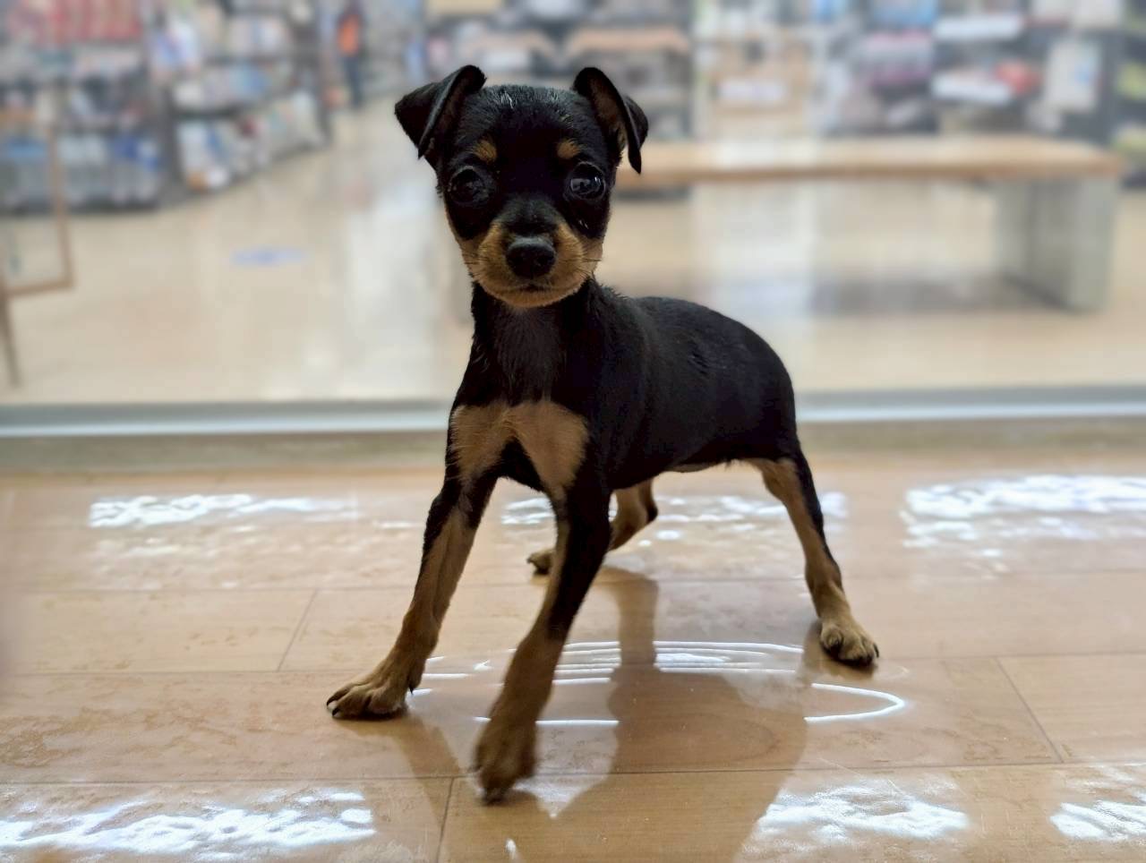 愛知県のミニチュアピンシャー (ペッツワン名古屋大高インター店/2025年10月18日生まれ/女の子/ブラックタン)の子犬