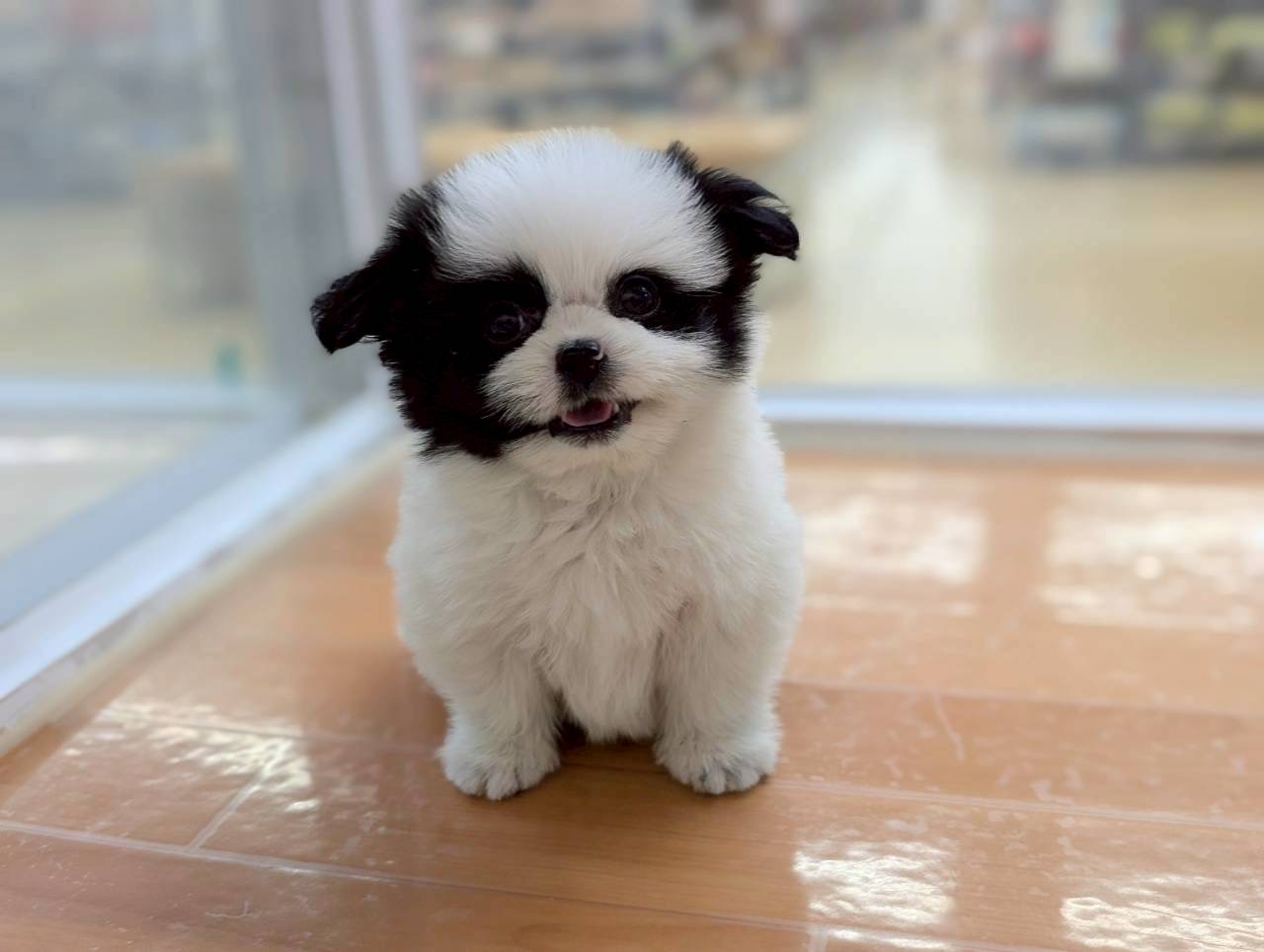 愛知県のハーフ犬・ミックス犬 (ペッツワン名古屋大高インター店/2025年10月18日生まれ/男の子/ホワイトブラック)の子犬