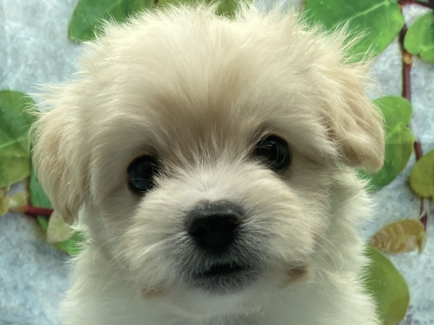 埼玉県のハーフ犬・ミックス犬 (ペッツワン北本店/2025年8月29日生まれ/女の子/アプリコット)の子犬