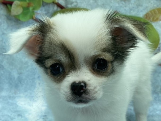 埼玉県のチワワ(ロング) (ペッツワン北本店/2025年9月12日生まれ/男の子/フォーンホワイト)の子犬の1枚目の画像