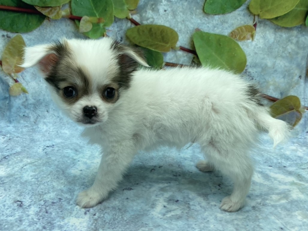 埼玉県のチワワ(ロング) (ペッツワン北本店/2025年9月12日生まれ/男の子/フォーンホワイト)の子犬の3枚目の画像