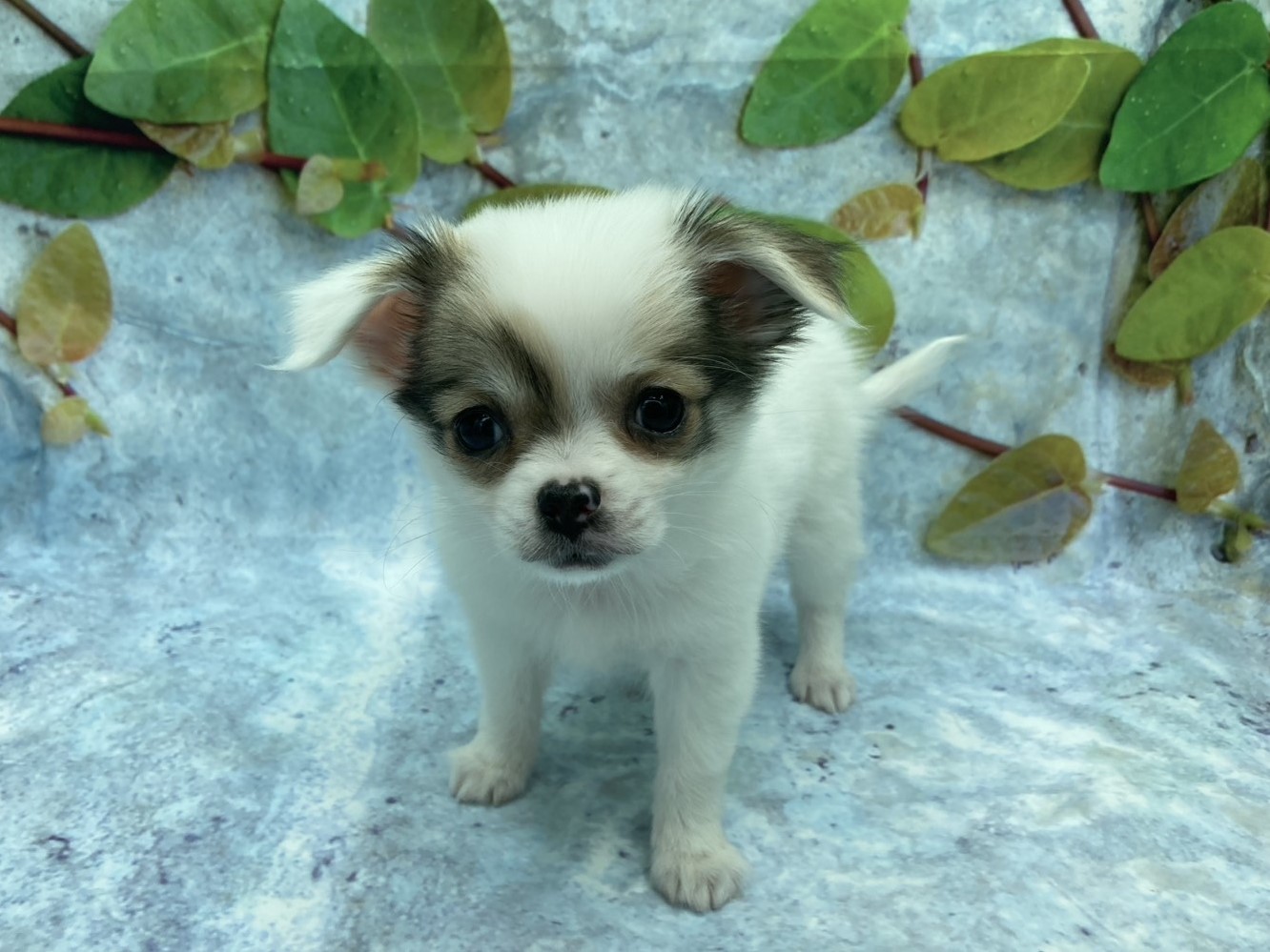 埼玉県のチワワ(ロング) (ペッツワン北本店/2025年9月12日生まれ/男の子/フォーンホワイト)の子犬の2枚目の画像