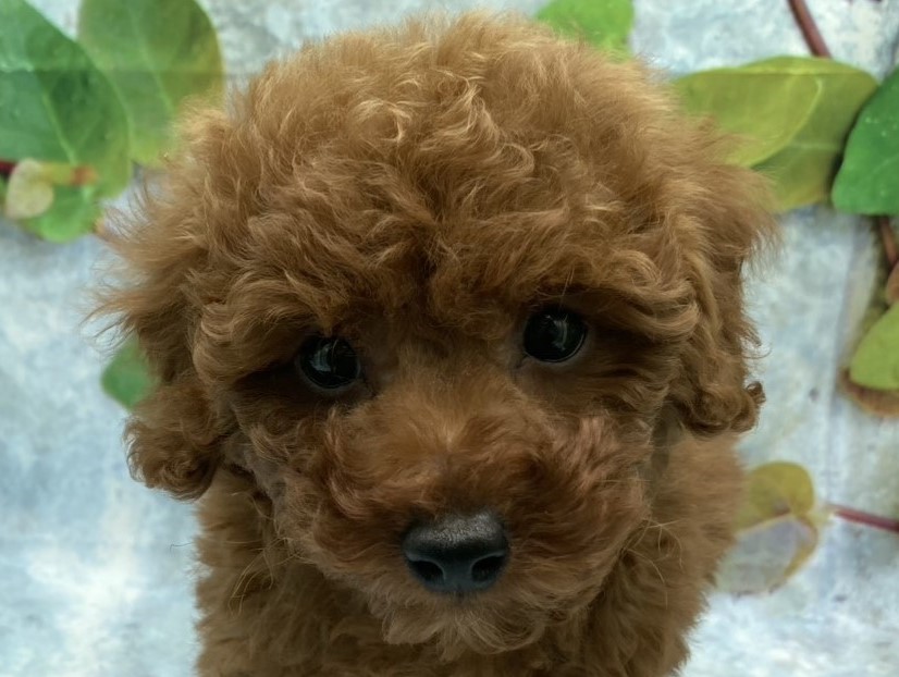 埼玉県のトイプードル(トイ) (ペッツワン北本店/2025年9月14日生まれ/男の子/レッド)の子犬の1枚目の画像