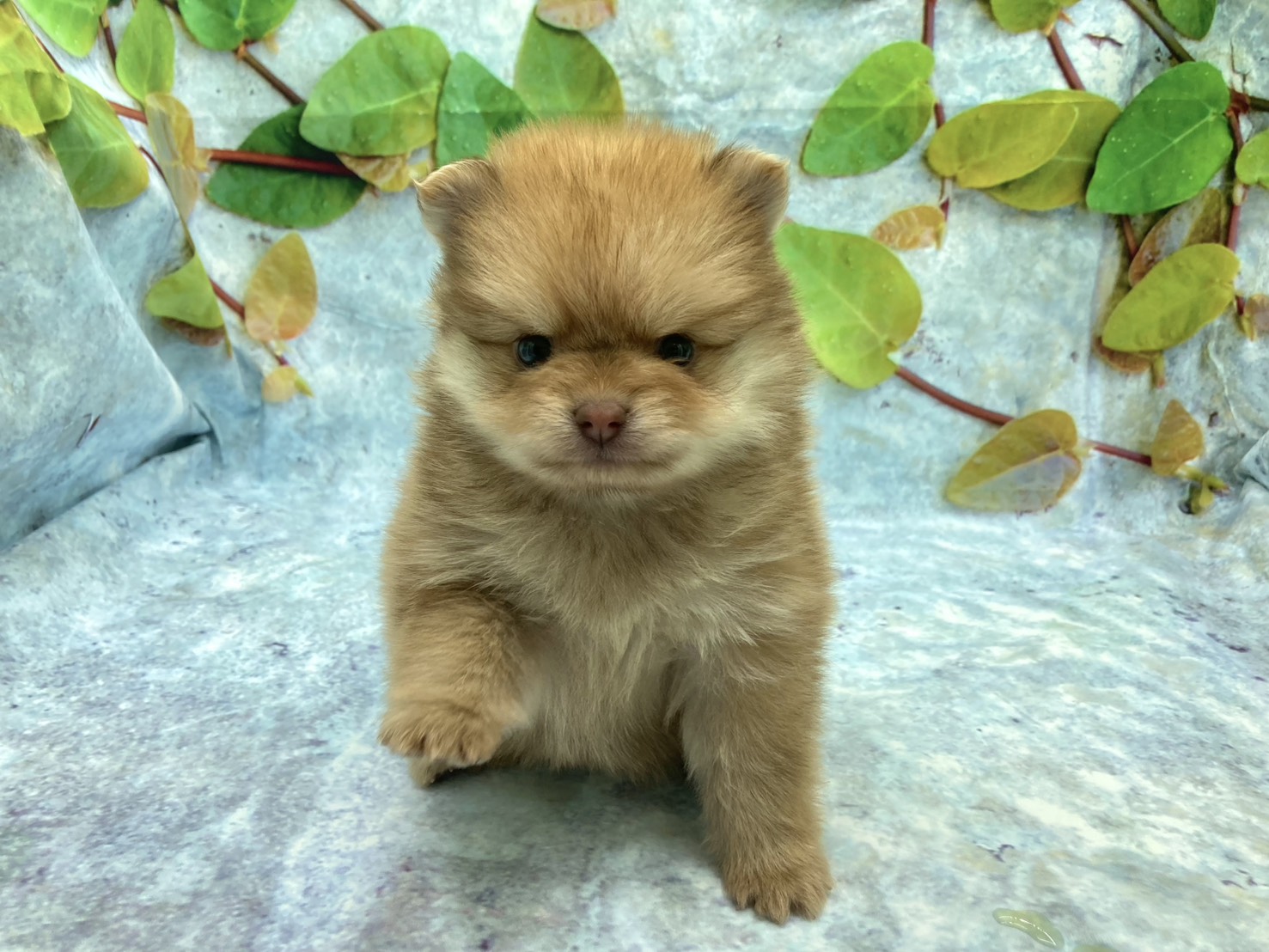 埼玉県のポメラニアン (ペッツワン北本店/2025年9月18日生まれ/女の子/オレンジセーブル)の子犬の2枚目の画像