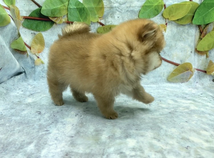 埼玉県のポメラニアン (ペッツワン北本店/2025年9月18日生まれ/女の子/オレンジセーブル)の子犬の3枚目の画像