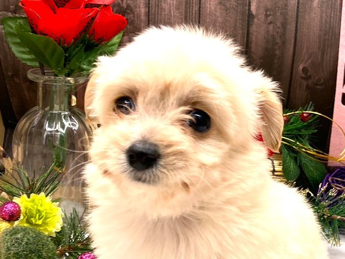 京都府のハーフ犬・ミックス犬 (ペッツワン木津川店/2025年10月31日生まれ/男の子/クリーム)の子犬