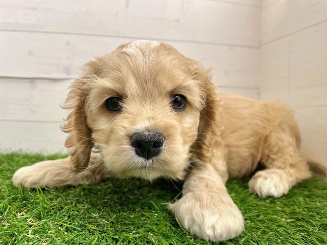 茨城県のアメリカンコッカースパニエル (ペッツワン日立店/2025年11月10日生まれ/女の子/バフ)の子犬