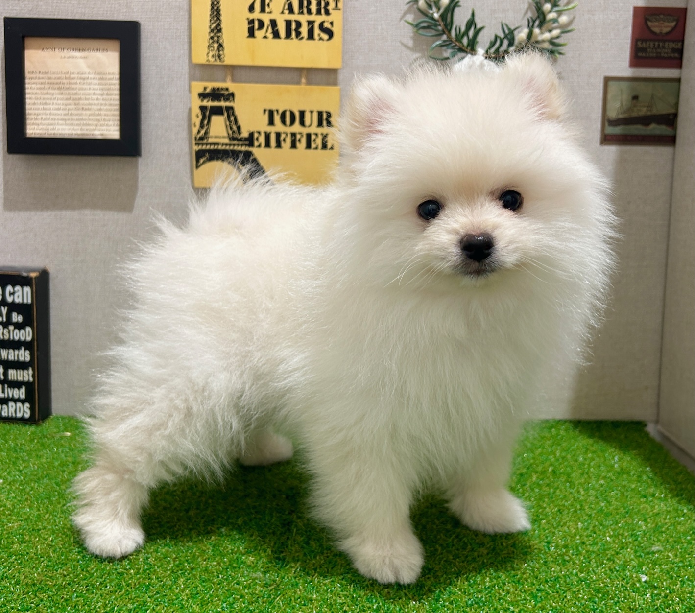 茨城県のポメラニアン (ペッツワン水戸店/2025年10月15日生まれ/男の子/ホワイト)の子犬の1枚目の画像