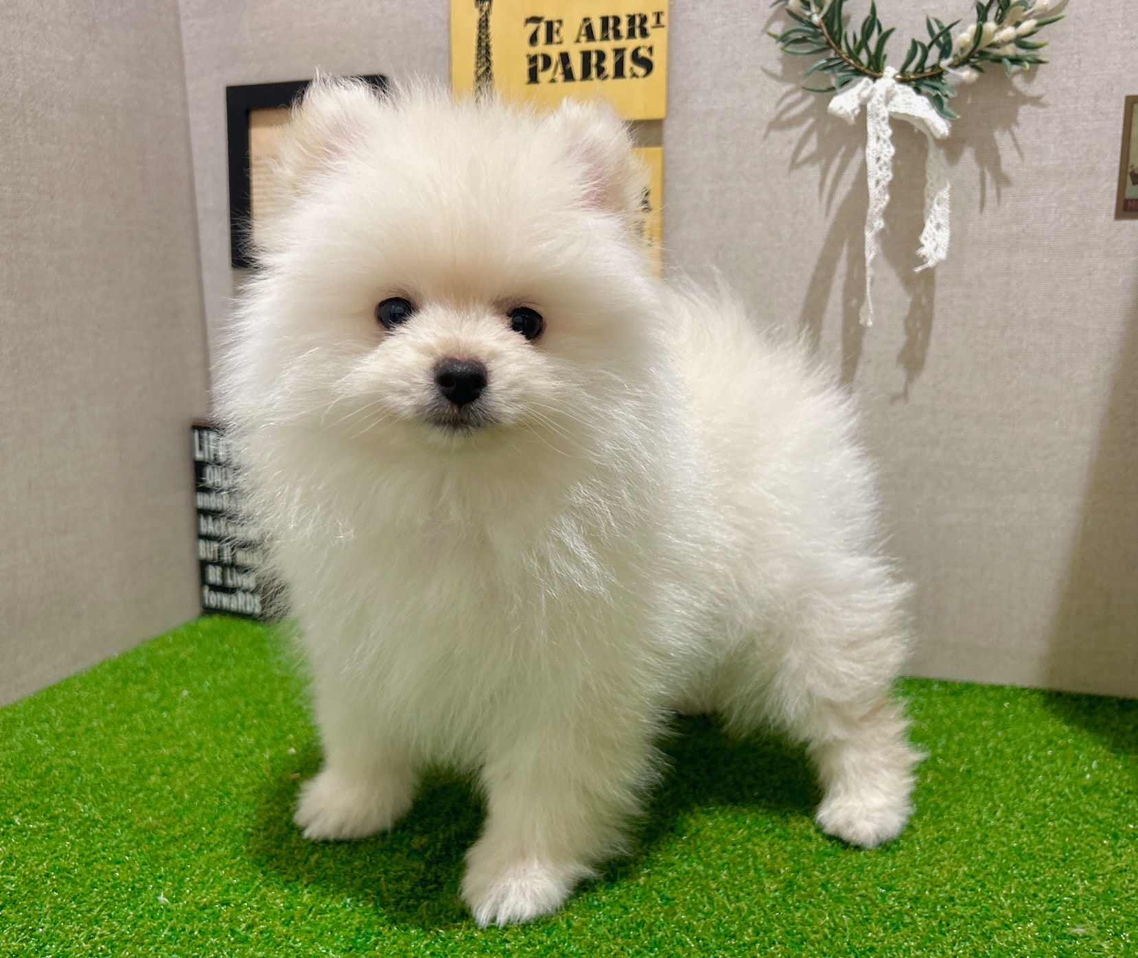 茨城県のポメラニアン (ペッツワン水戸店/2025年10月15日生まれ/男の子/ホワイト)の子犬の2枚目の画像