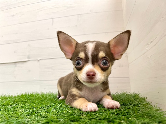 茨城県のチワワ(ロング) (ペッツワン日立店/2025年11月5日生まれ/男の子/チョコレートタンホワイト)の子犬