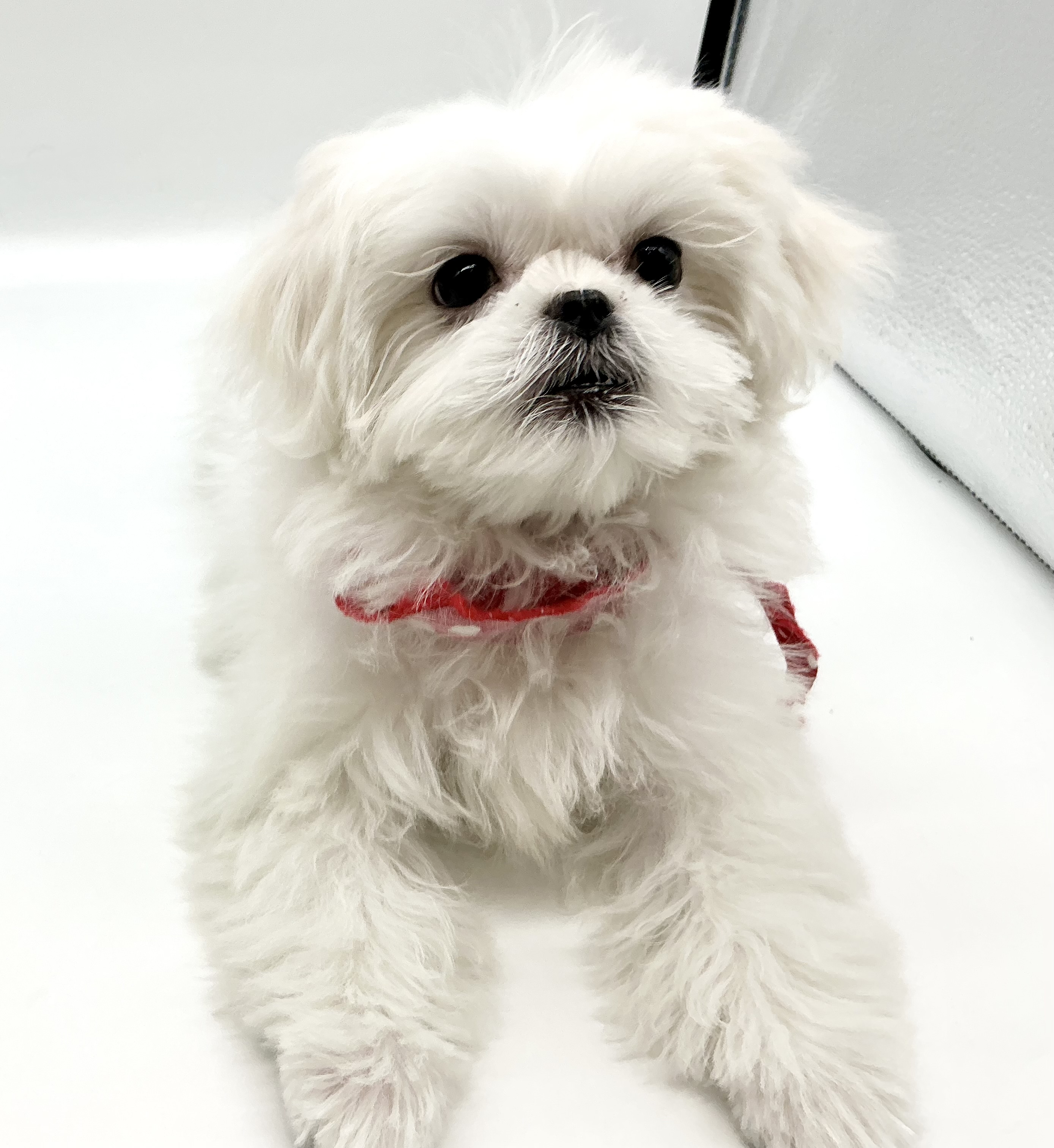 埼玉県のハーフ犬・ミックス犬 (ペッツワン鶴ヶ島店/2025年9月18日生まれ/女の子/ホワイト)の子犬の2枚目の画像