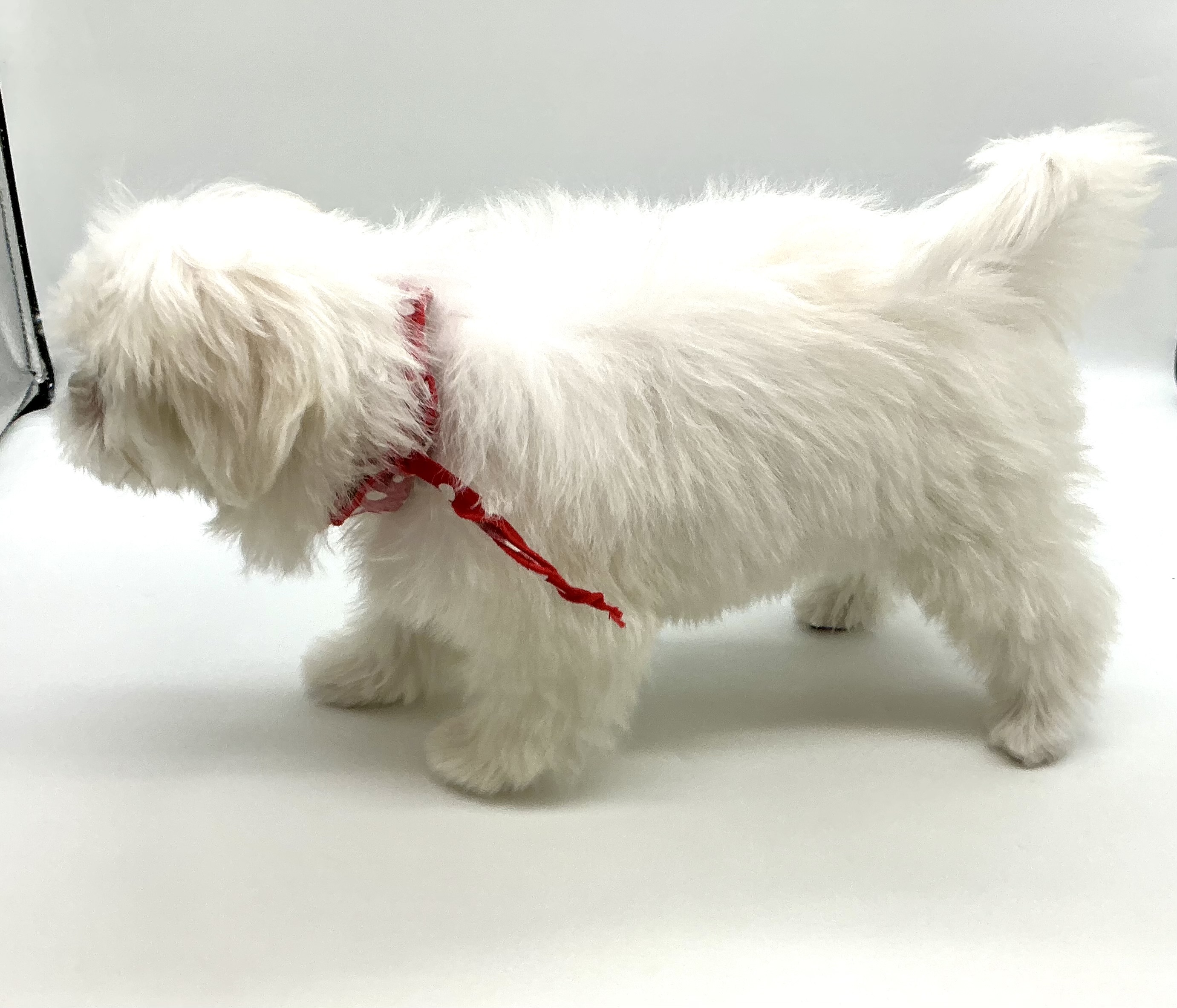 埼玉県のハーフ犬・ミックス犬 (ペッツワン鶴ヶ島店/2025年9月18日生まれ/女の子/ホワイト)の子犬の3枚目の画像