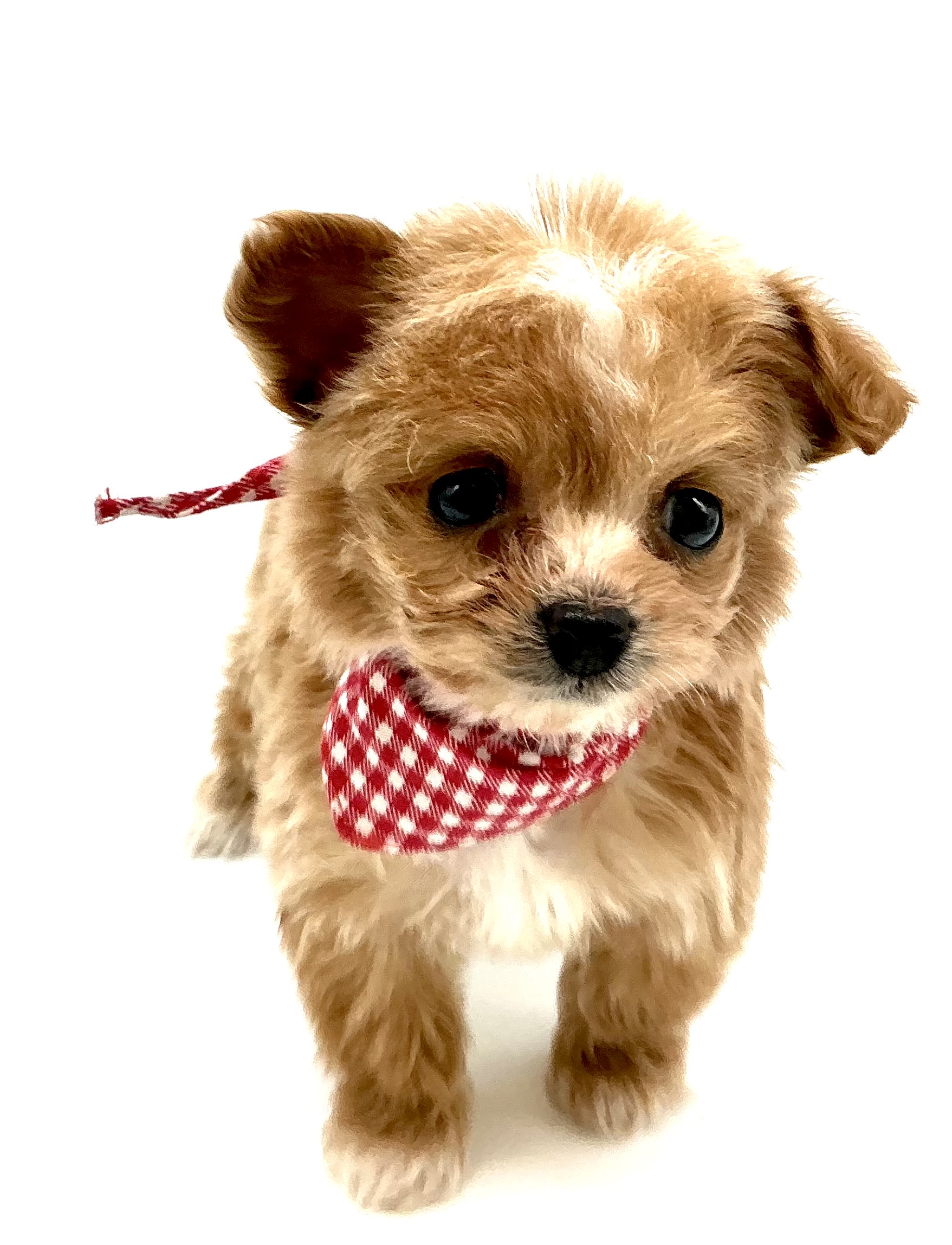 埼玉県のハーフ犬・ミックス犬 (ペッツワン鶴ヶ島店/2025年11月10日生まれ/女の子/アプリコットホワイト)の子犬の1枚目の画像