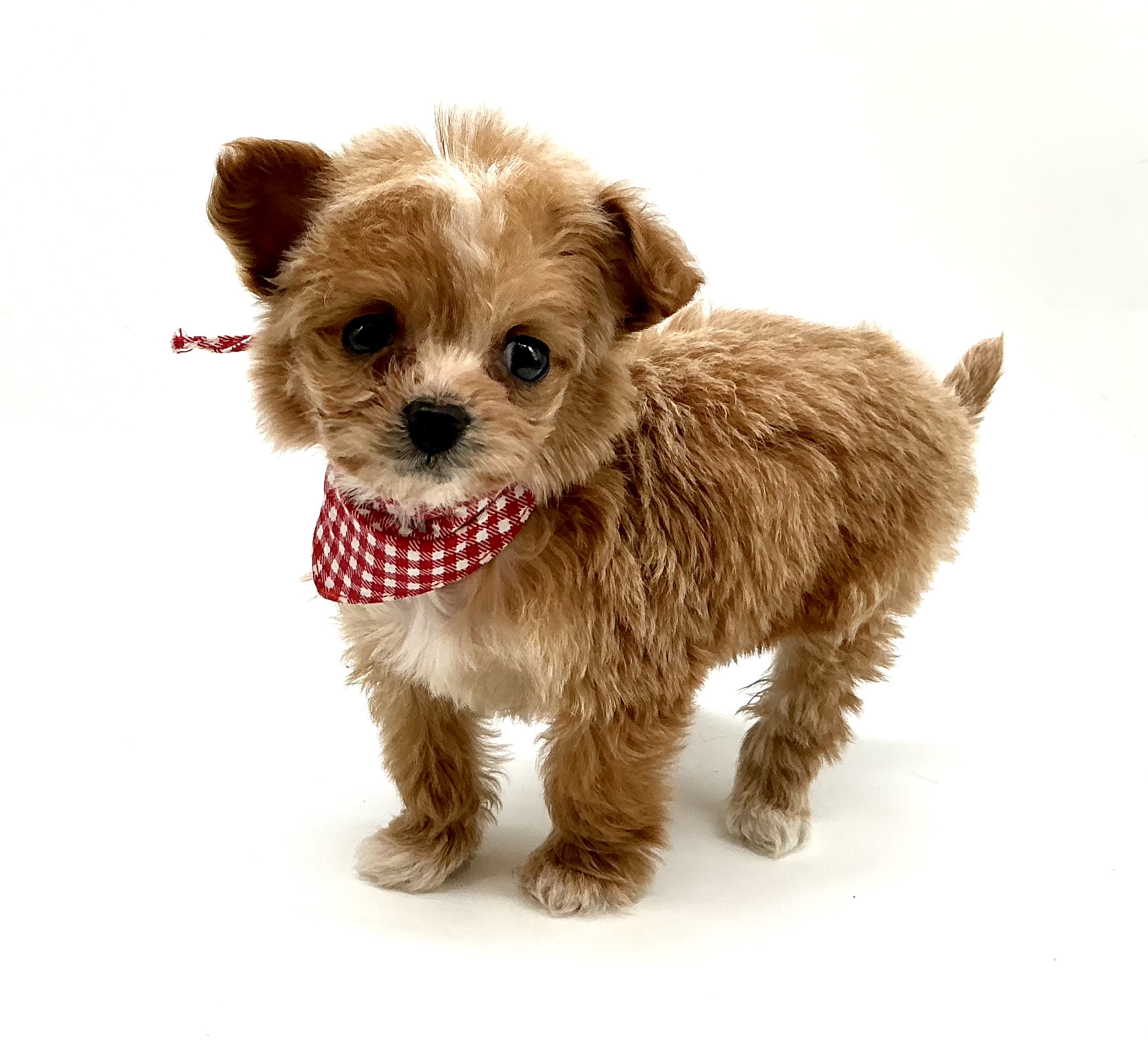 埼玉県のハーフ犬・ミックス犬 (ペッツワン鶴ヶ島店/2025年11月10日生まれ/女の子/アプリコットホワイト)の子犬の2枚目の画像