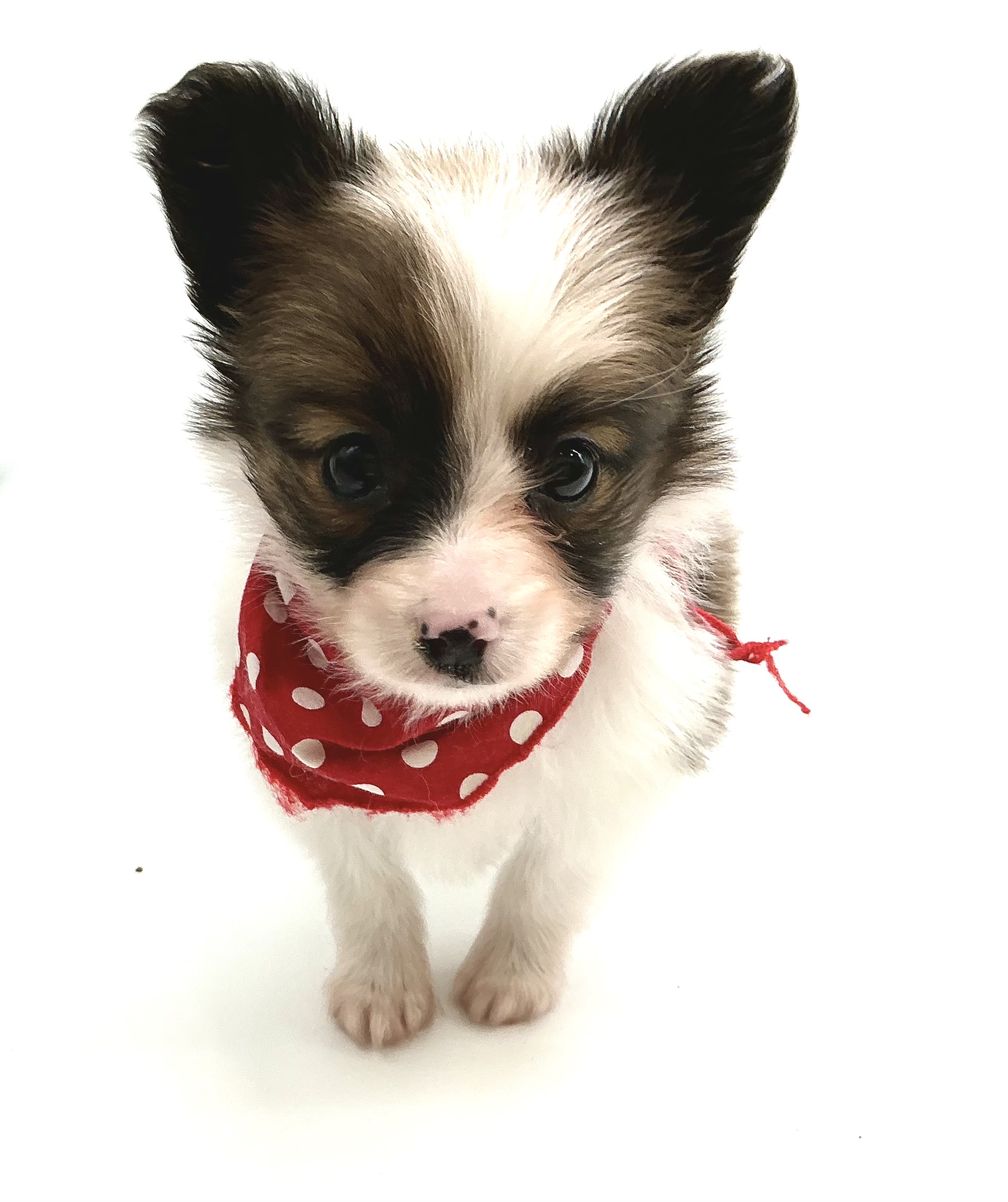 埼玉県のパピヨン (ペッツワン鶴ヶ島店/2025年11月11日生まれ/女の子/ホワイトブラウン)の子犬の1枚目の画像