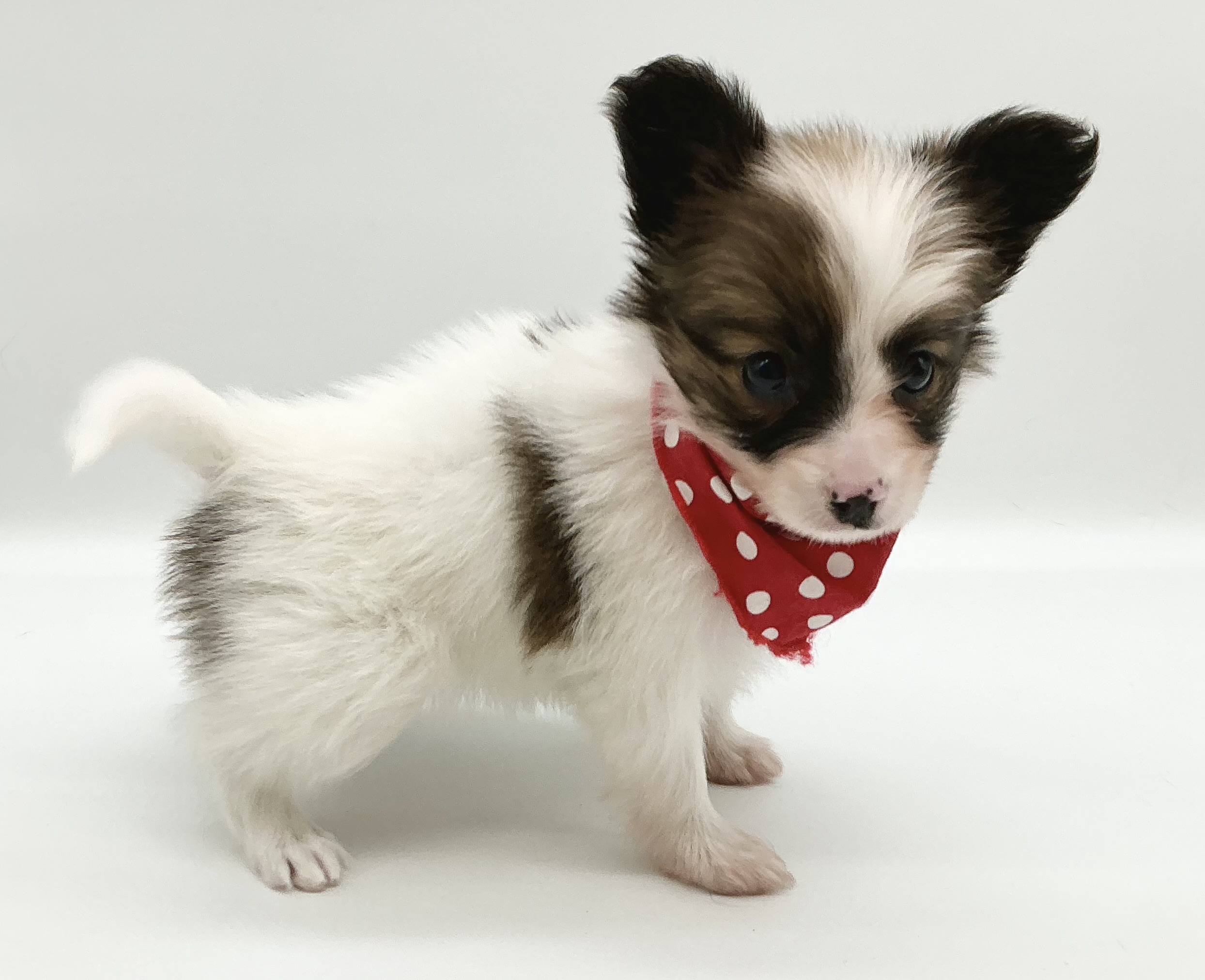 埼玉県のパピヨン (ペッツワン鶴ヶ島店/2025年11月11日生まれ/女の子/ホワイトブラウン)の子犬の3枚目の画像