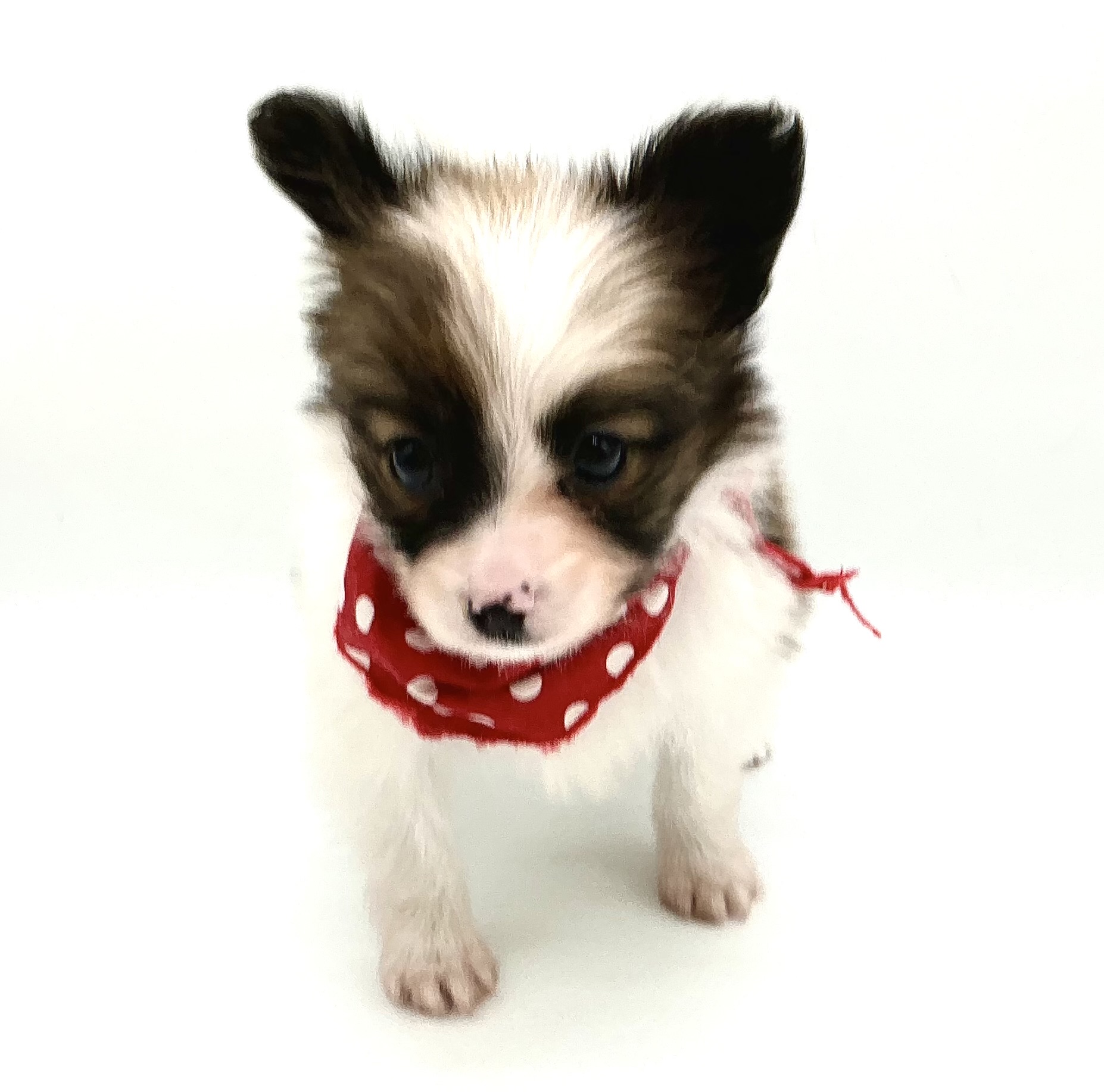 埼玉県のパピヨン (ペッツワン鶴ヶ島店/2025年11月11日生まれ/女の子/ホワイトブラウン)の子犬の2枚目の画像