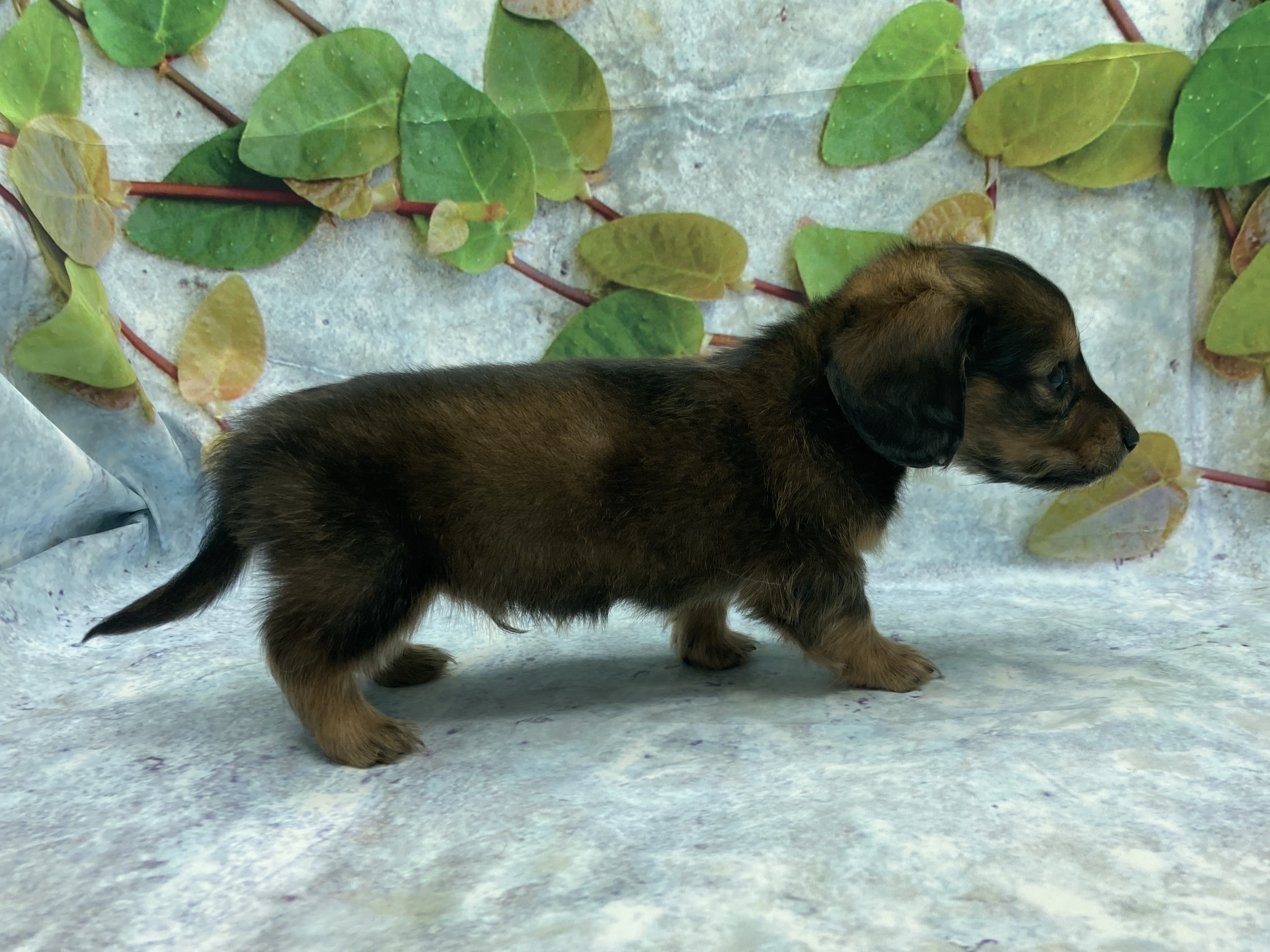 埼玉県のミニチュアダックスフンド(ロング) (ペッツワン北本店/2025年11月7日生まれ/男の子/シェーデットレッド)の子犬の3枚目の画像