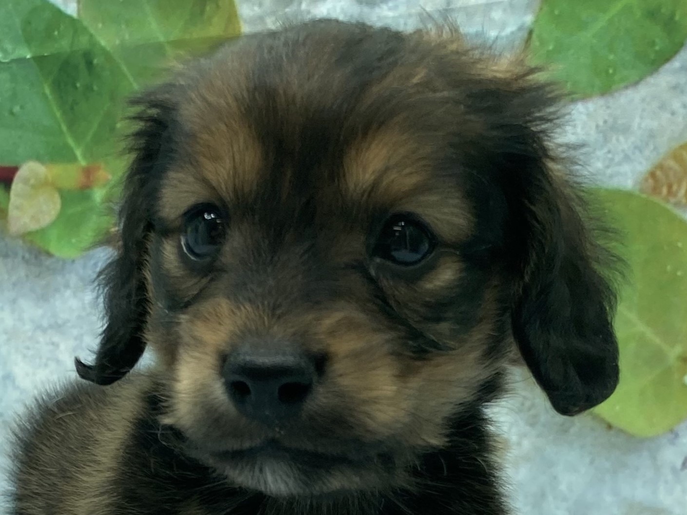 埼玉県のミニチュアダックスフンド(ロング) (ペッツワン北本店/2025年11月7日生まれ/男の子/シェーデットレッド)の子犬の1枚目の画像