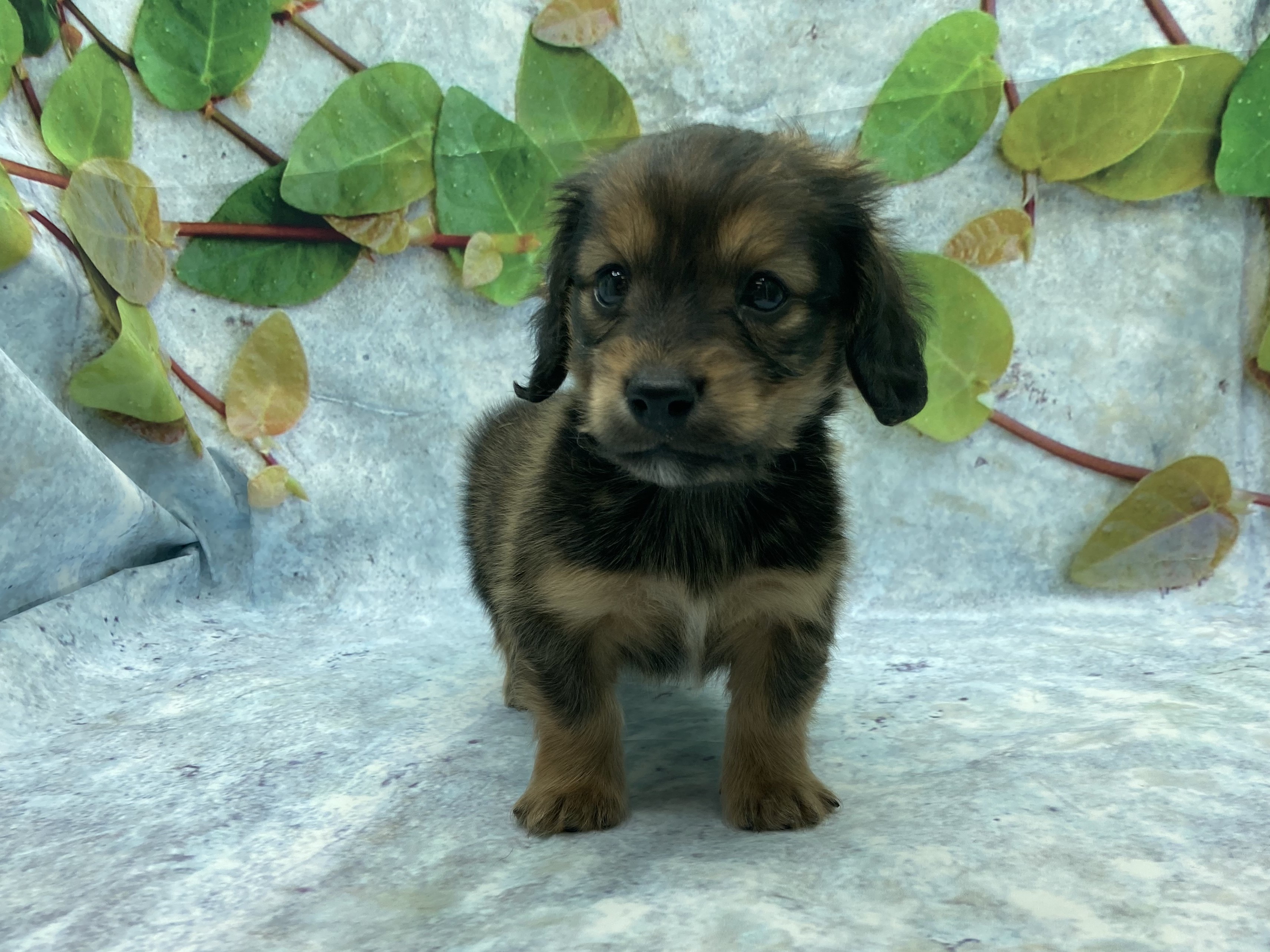 埼玉県のミニチュアダックスフンド(ロング) (ペッツワン北本店/2025年11月7日生まれ/男の子/シェーデットレッド)の子犬の2枚目の画像