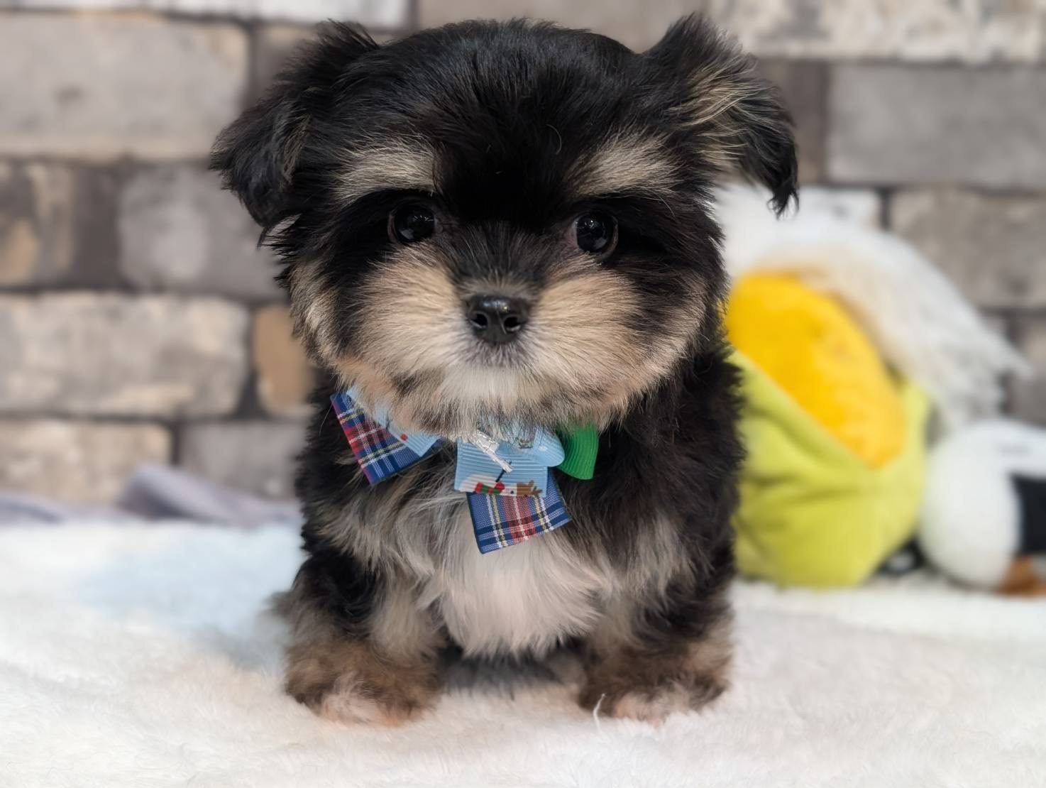 愛知県のハーフ犬・ミックス犬 (ペッツワン名古屋大高インター店/2025年9月16日生まれ/女の子/ブラック)の子犬