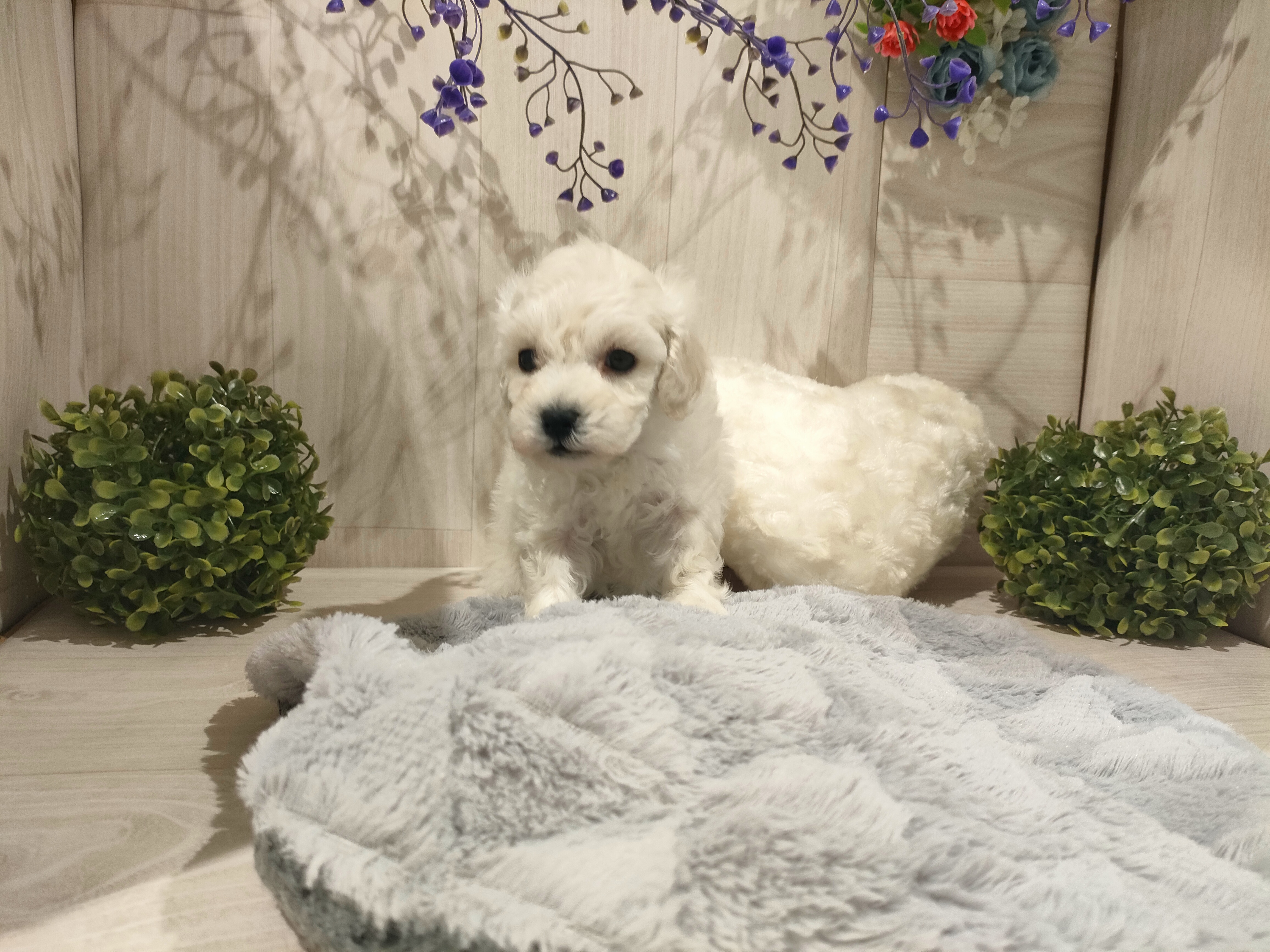 埼玉県のトイプードル(トイ) (ペッツワン東松山高坂店/2025年11月8日生まれ/女の子/ホワイト)の子犬