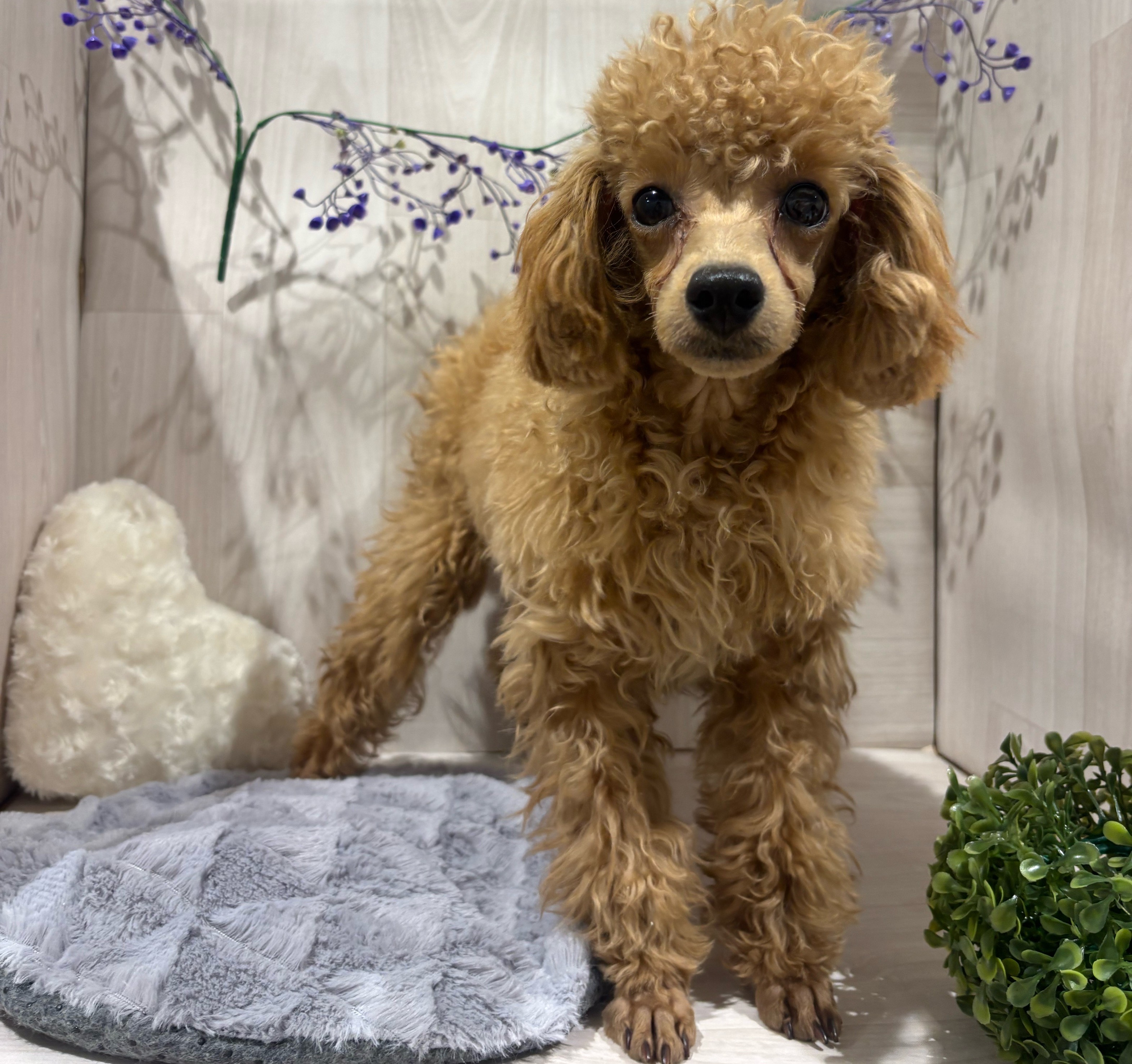 埼玉県のトイプードル(トイ) (ペッツワン東松山高坂店/2025年7月1日生まれ/女の子/レッド)の子犬