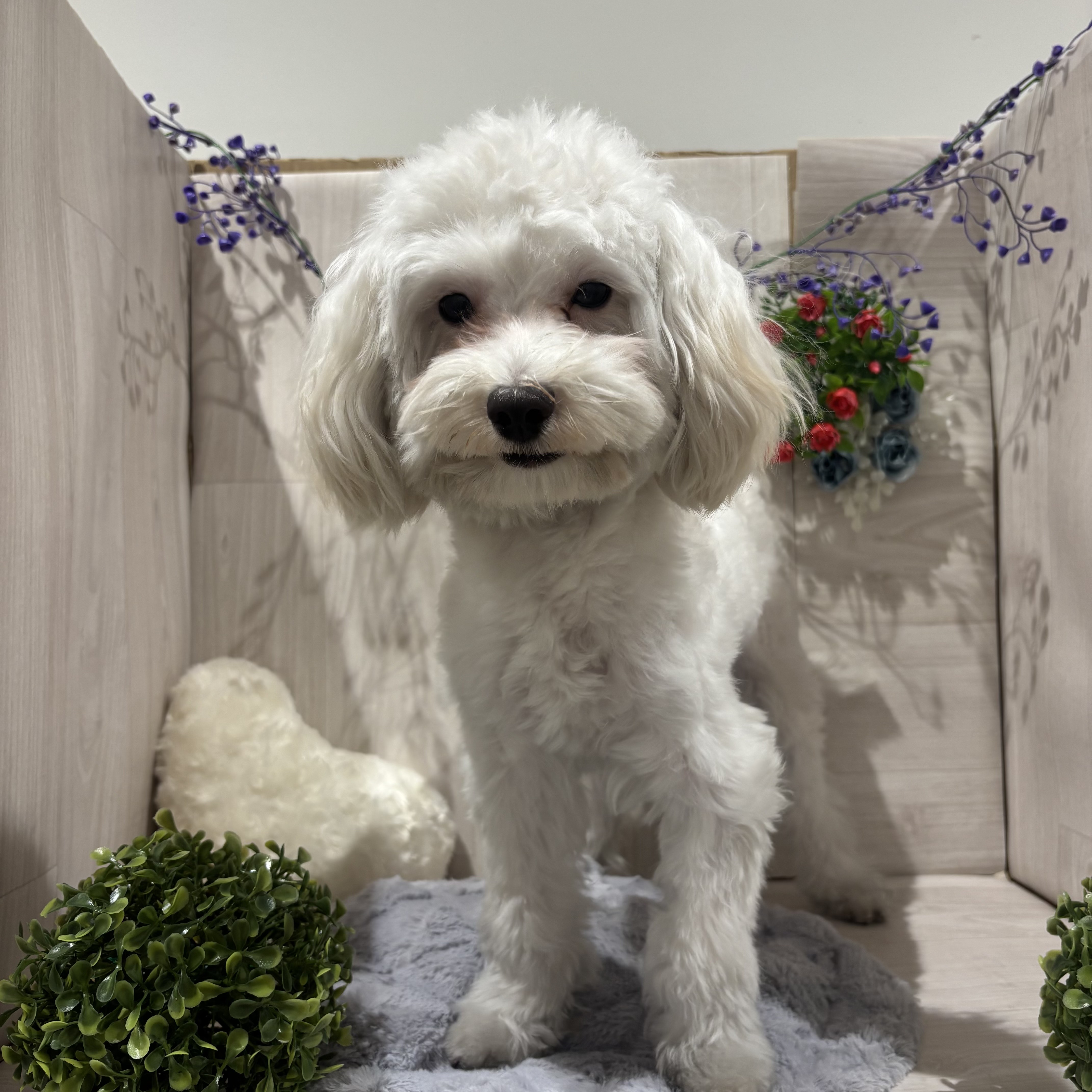 埼玉県のハーフ犬・ミックス犬 (ペッツワン東松山高坂店/2025年5月17日生まれ/男の子/ホワイト)の子犬