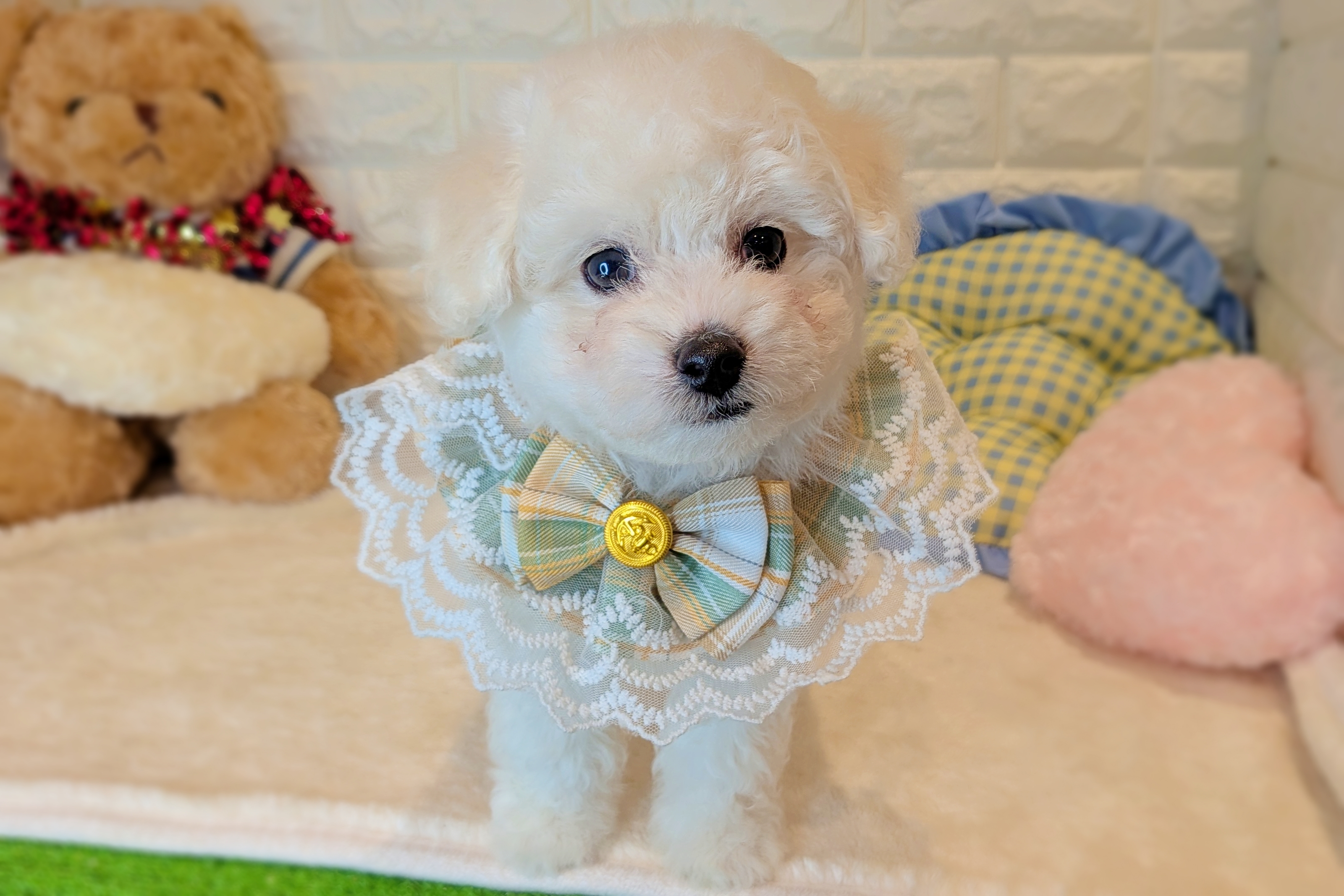 京都府のビションフリーゼ (ペッツワン亀岡店/2025年11月6日生まれ/男の子/ホワイト)の子犬の1枚目の画像