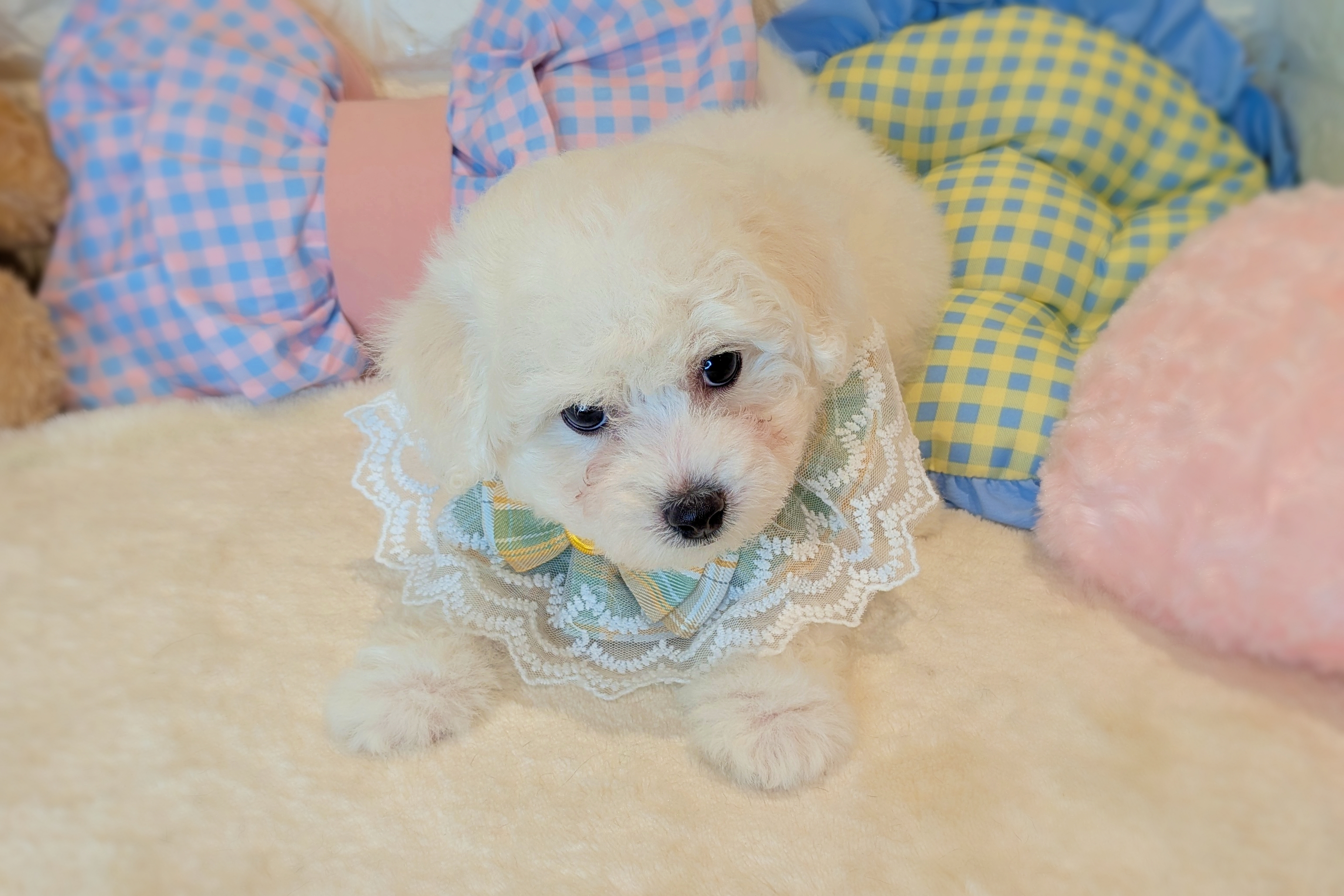 京都府のビションフリーゼ (ペッツワン亀岡店/2025年11月6日生まれ/男の子/ホワイト)の子犬の3枚目の画像