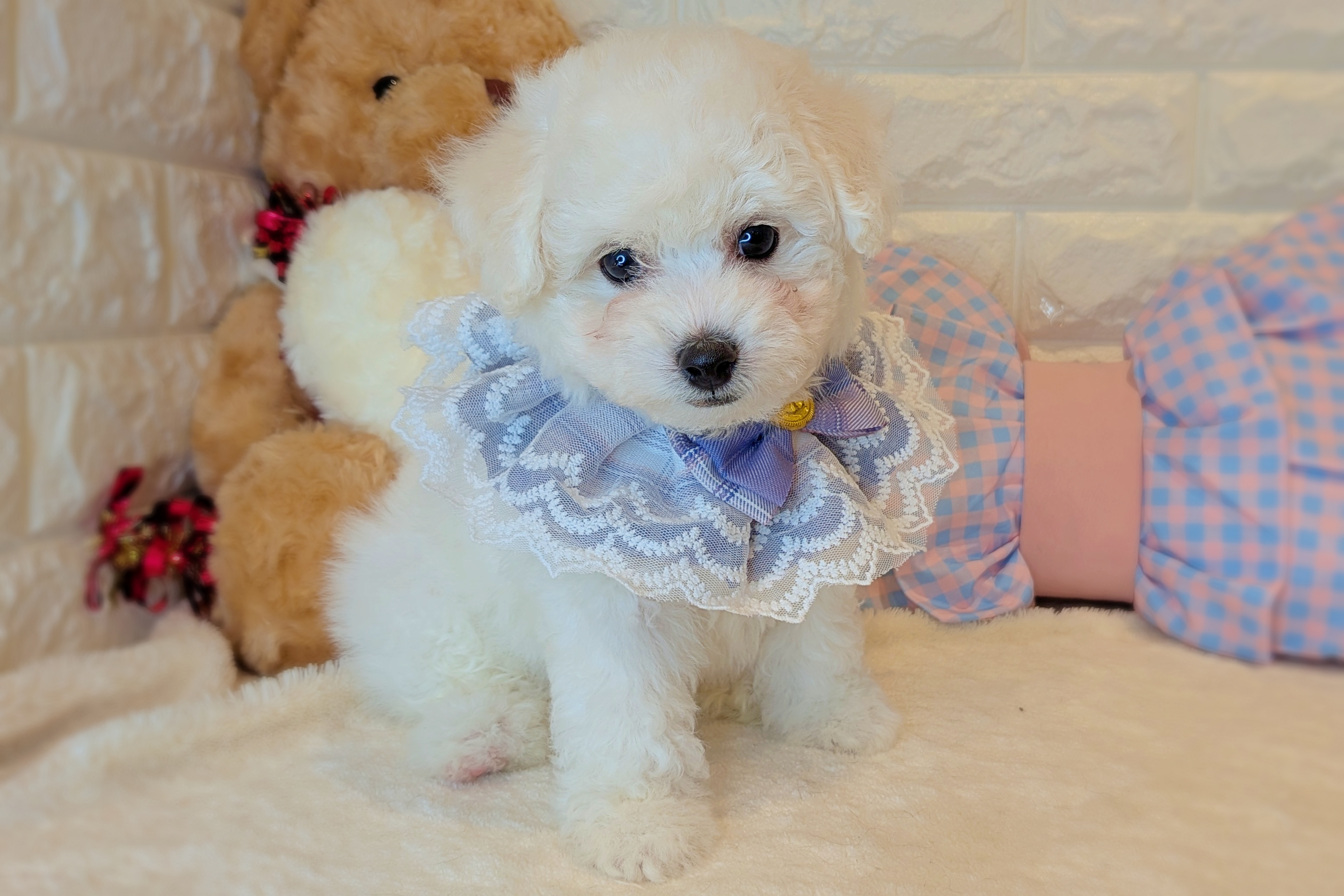 京都府のビションフリーゼ (ペッツワン亀岡店/2025年11月6日生まれ/男の子/ホワイト)の子犬の2枚目の画像