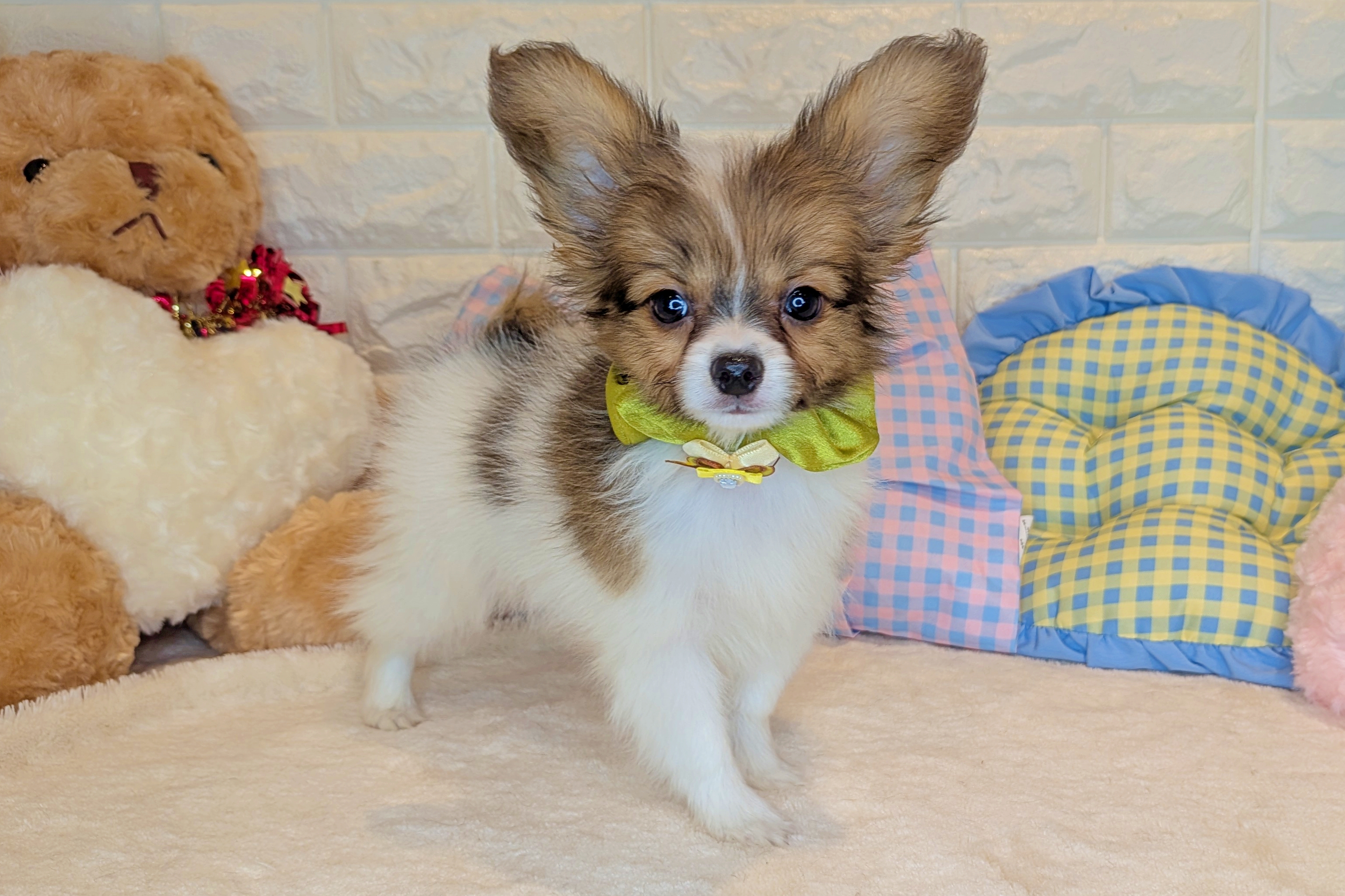 京都府のパピヨン (ペッツワン亀岡店/2025年11月8日生まれ/男の子/ホワイトブラウン)の子犬の1枚目の画像
