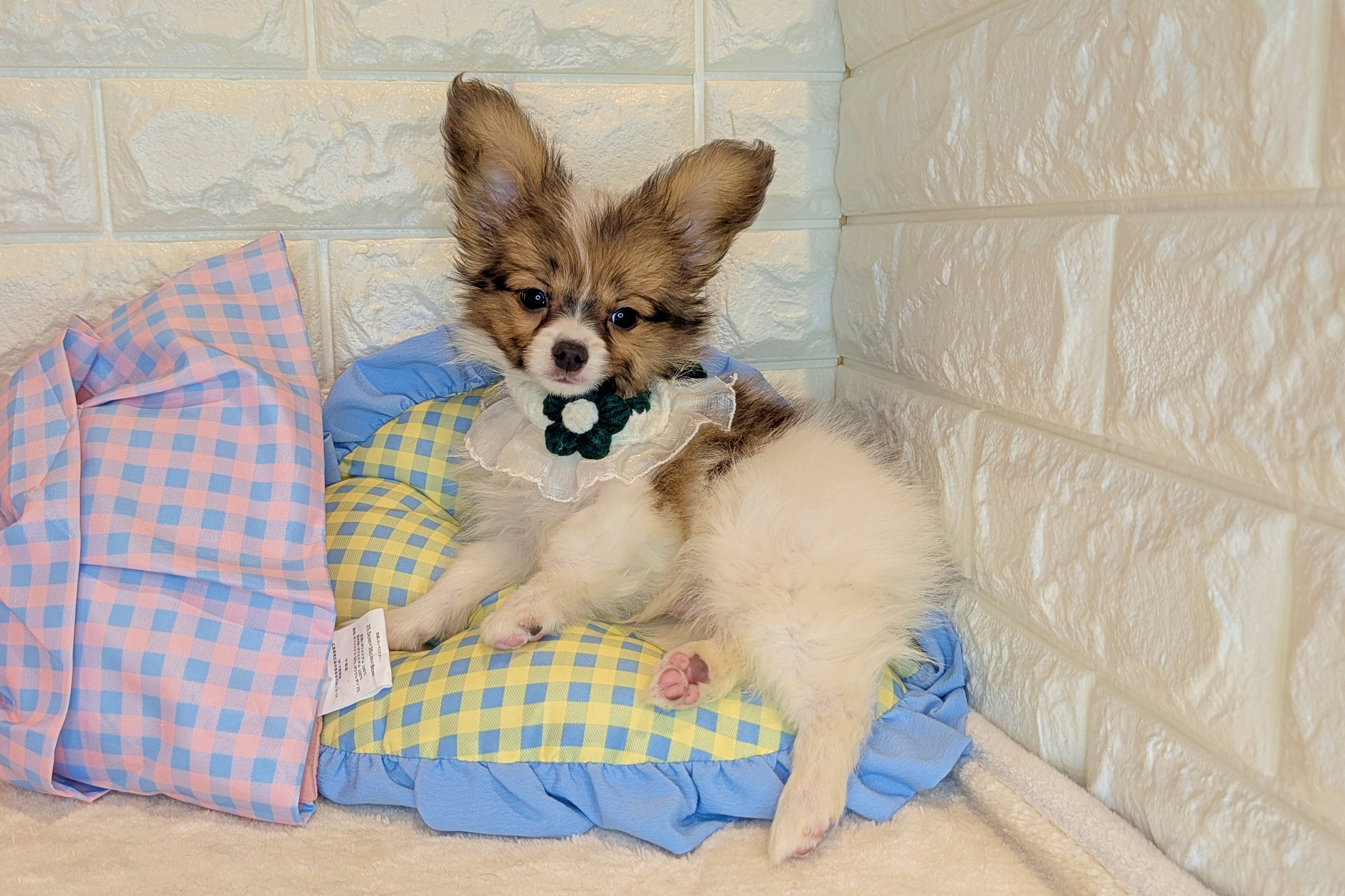 京都府のパピヨン (ペッツワン亀岡店/2025年11月8日生まれ/男の子/ホワイトブラウン)の子犬の3枚目の画像