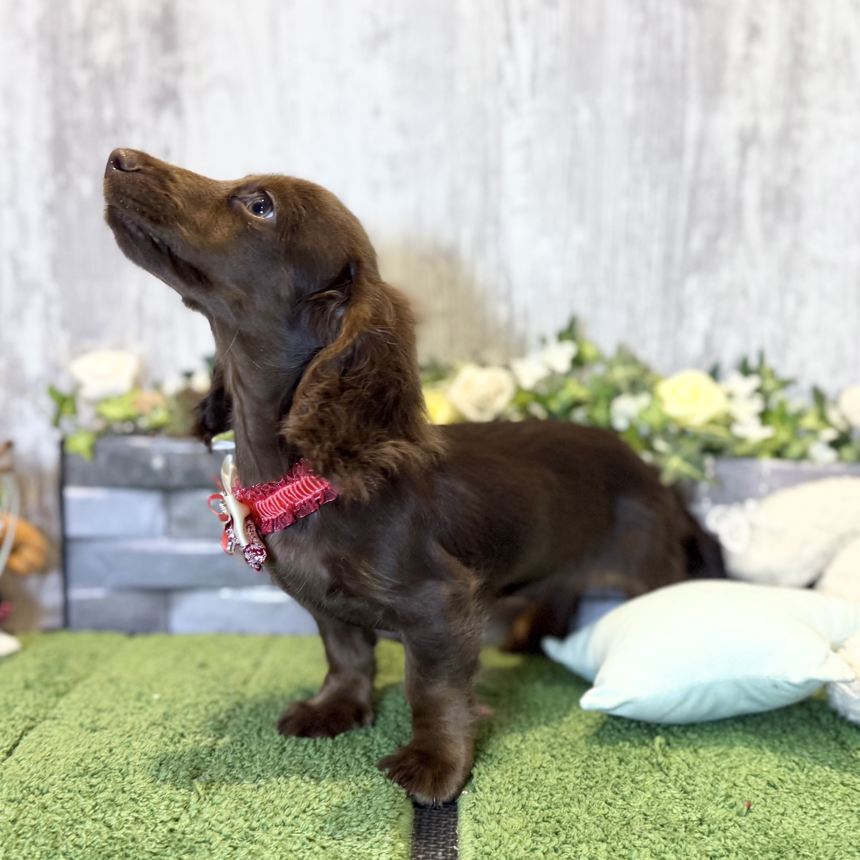 兵庫県のミニチュアダックスフンド(ロング) (ペッツワン姫路大津店/2025年9月10日生まれ/女の子/ブラウンタン)の子犬の2枚目の画像