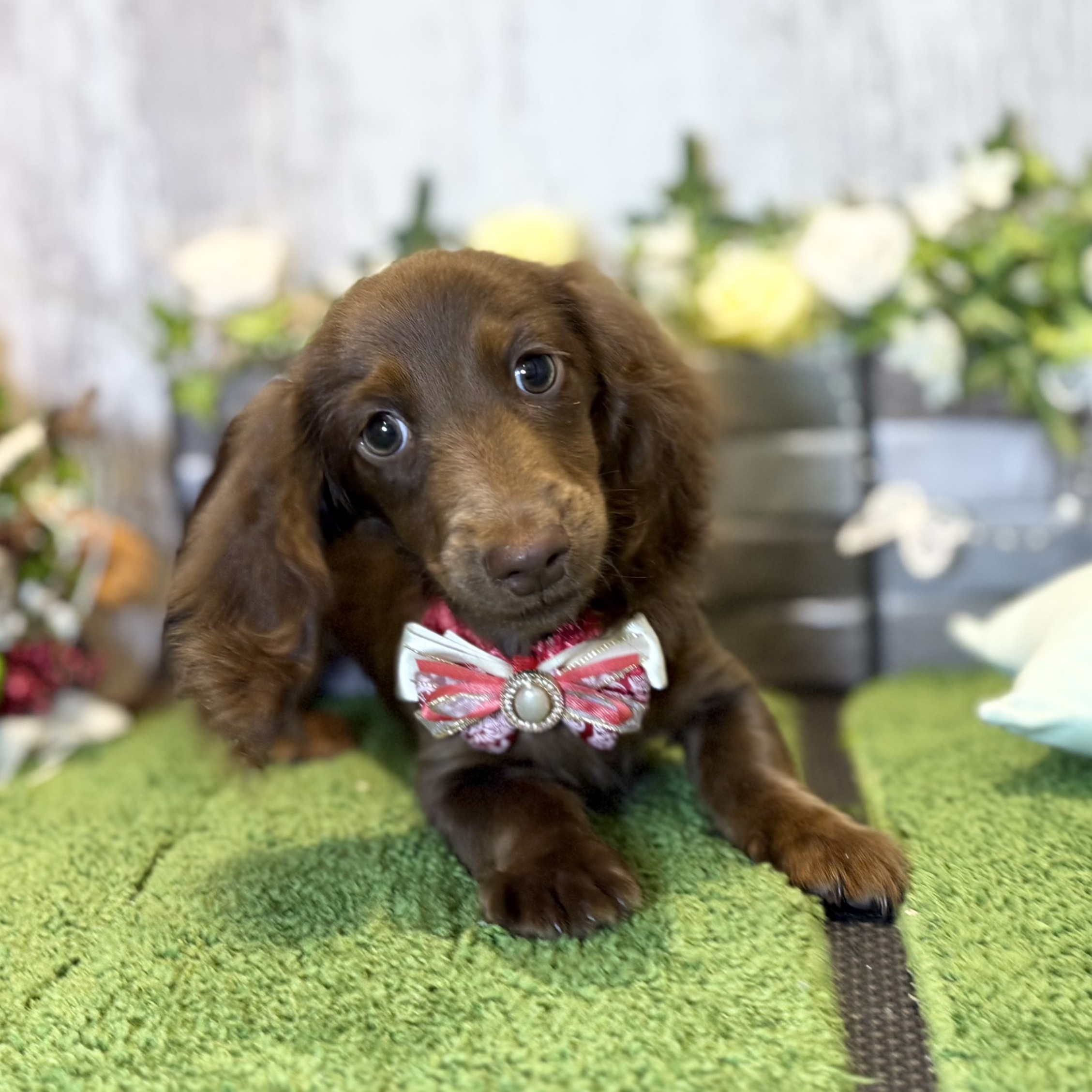 兵庫県のミニチュアダックスフンド(ロング) (ペッツワン姫路大津店/2025年9月10日生まれ/女の子/ブラウンタン)の子犬の1枚目の画像