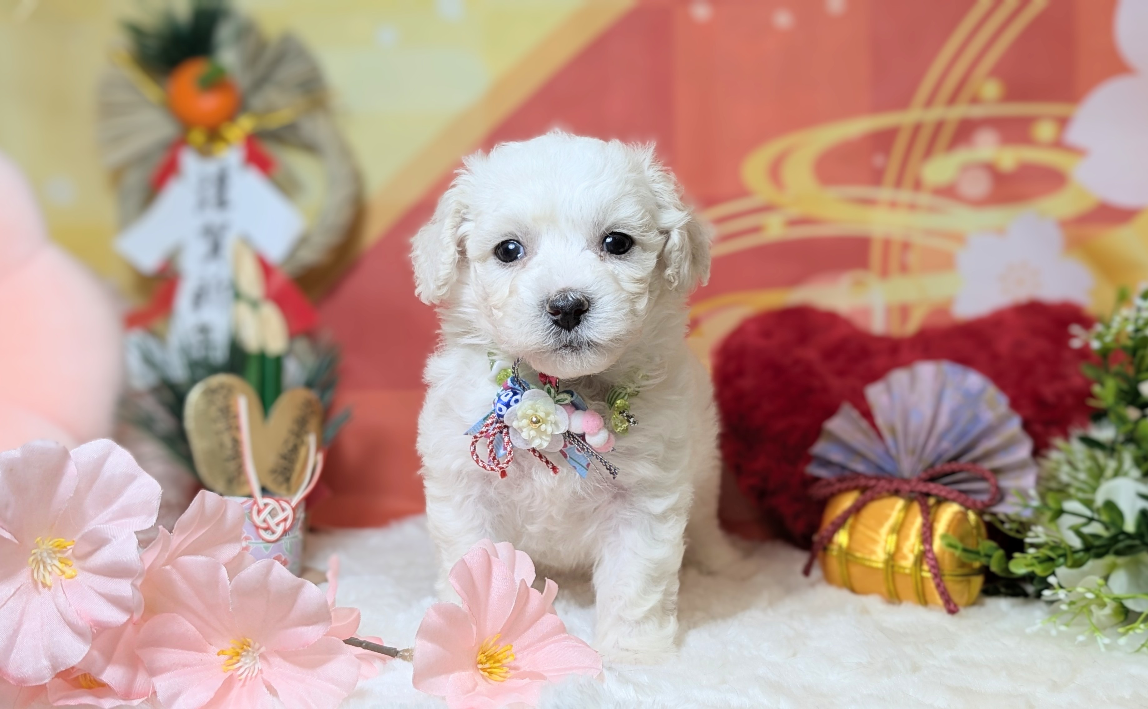 兵庫県のビションフリーゼ (ペッツワン神戸西神南店/2025年11月8日生まれ/男の子/ホワイト)の子犬の1枚目の画像