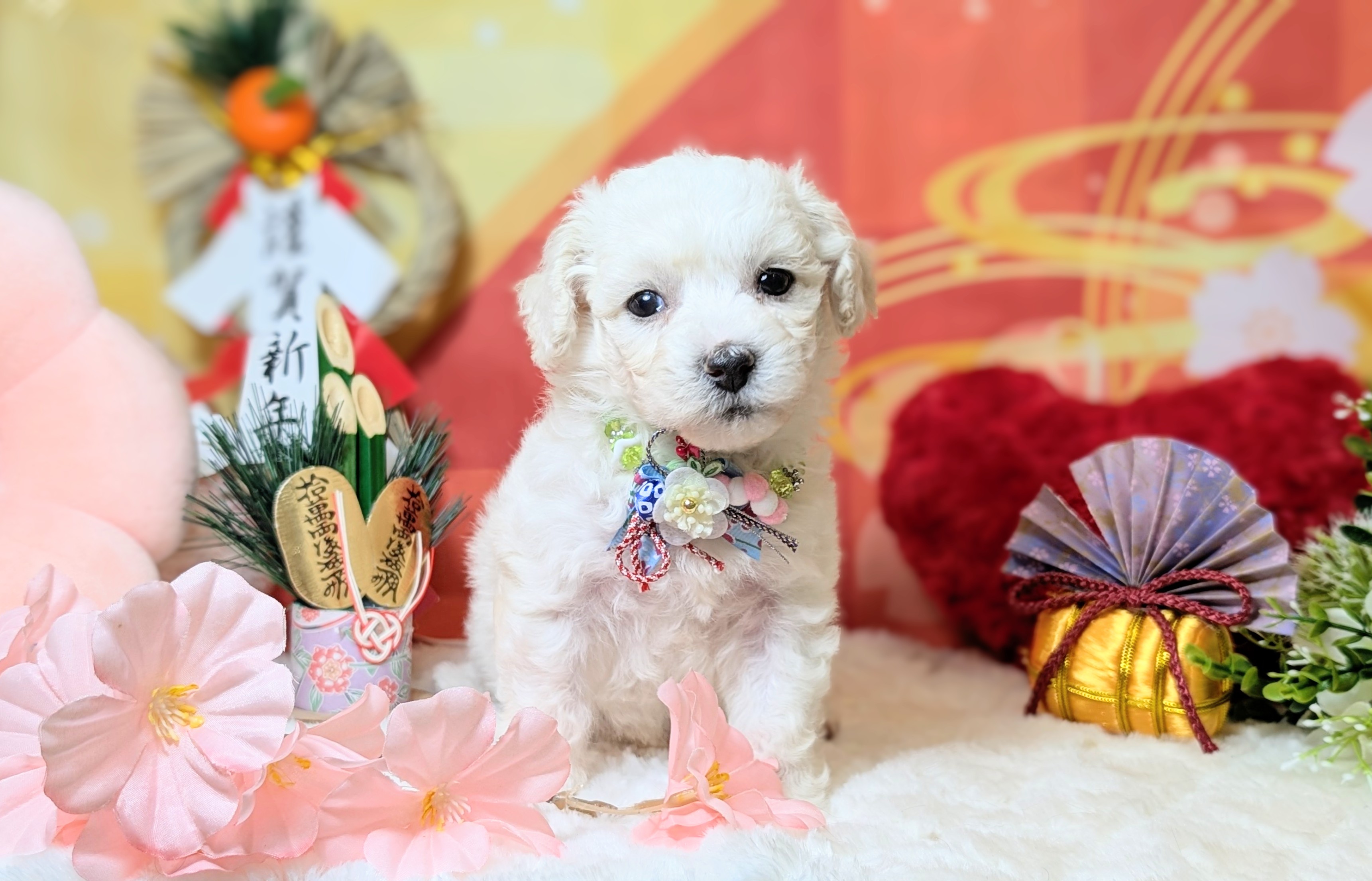 兵庫県のビションフリーゼ (ペッツワン神戸西神南店/2025年11月8日生まれ/男の子/ホワイト)の子犬の3枚目の画像