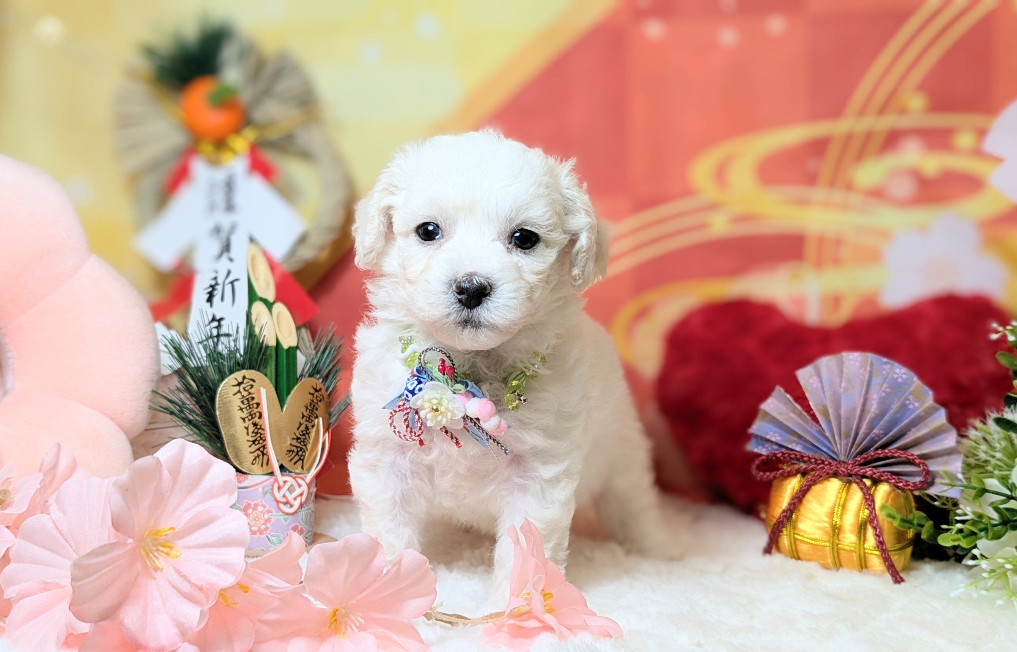 兵庫県のビションフリーゼ (ペッツワン神戸西神南店/2025年11月8日生まれ/男の子/ホワイト)の子犬の2枚目の画像