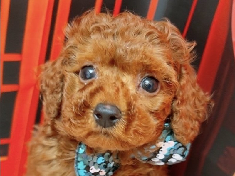 沖縄県のトイプードル(トイ) (ペッツワンFCあがり浜店/2025年11月1日生まれ/男の子/レッド)の子犬