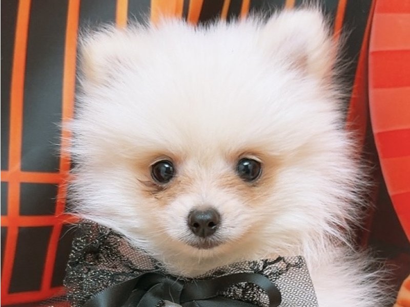沖縄県のポメラニアン (ペッツワンFCあがり浜店/2025年10月29日生まれ/男の子/クリーム)の子犬