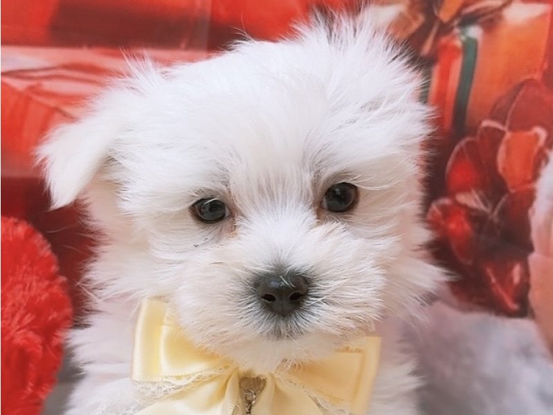 沖縄県のマルチーズ (ペッツワンFCあがり浜店/2025年10月19日生まれ/男の子/ホワイト)の子犬