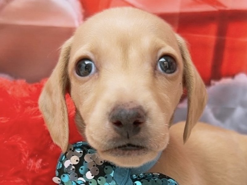 沖縄県のミニチュアダックスフンド(ロング) (ペッツワンFCあがり浜店/2025年10月13日生まれ/男の子/イエロー)の子犬