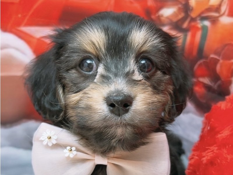 沖縄県のハーフ犬・ミックス犬 (ペッツワンFCあがり浜店/2025年10月10日生まれ/男の子/ブラックタン)の子犬