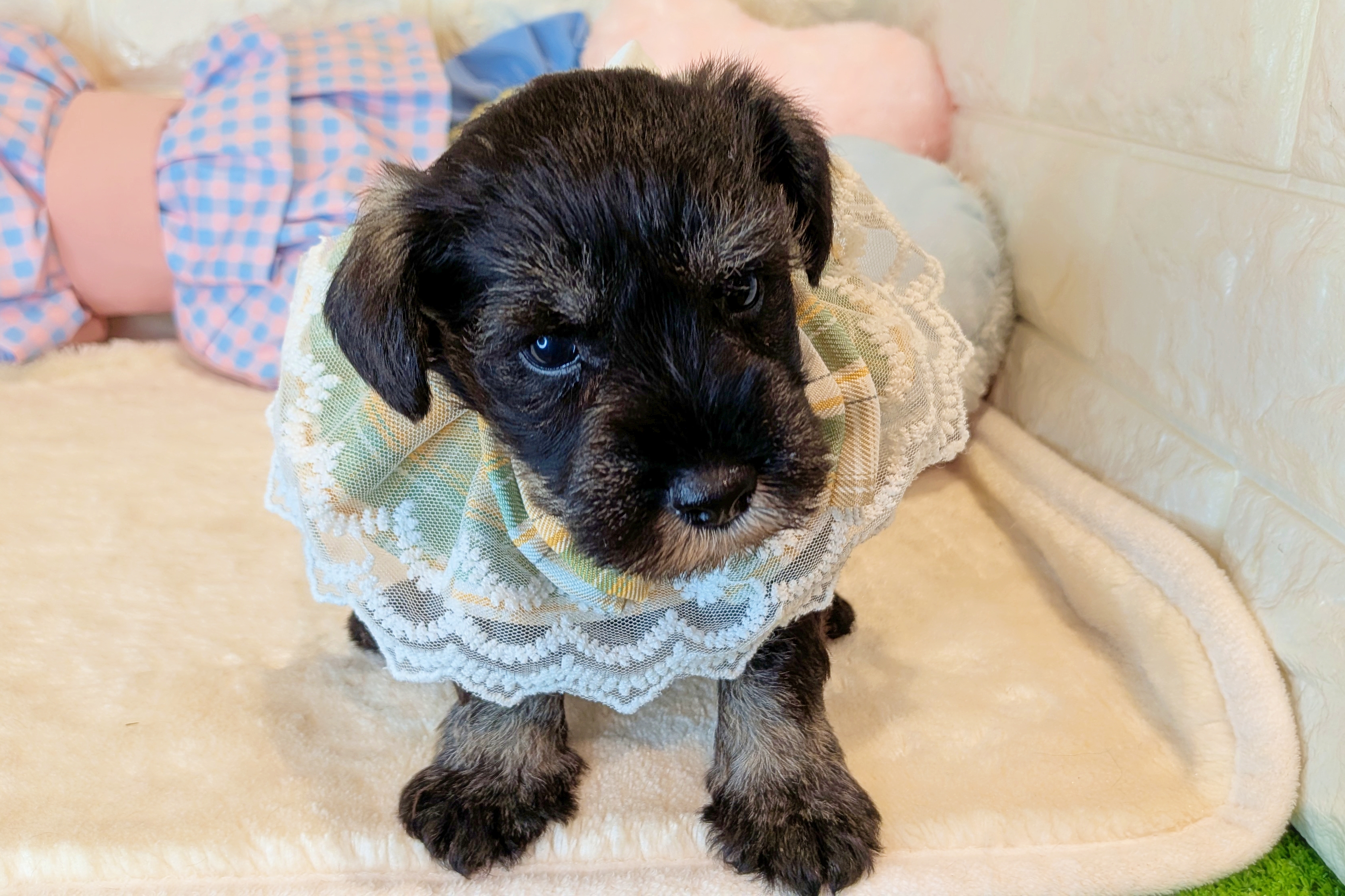 京都府のミニチュアシュナウザー (ペッツワン亀岡店/2025年11月5日生まれ/男の子/ソルトペッパー)の子犬の2枚目の画像