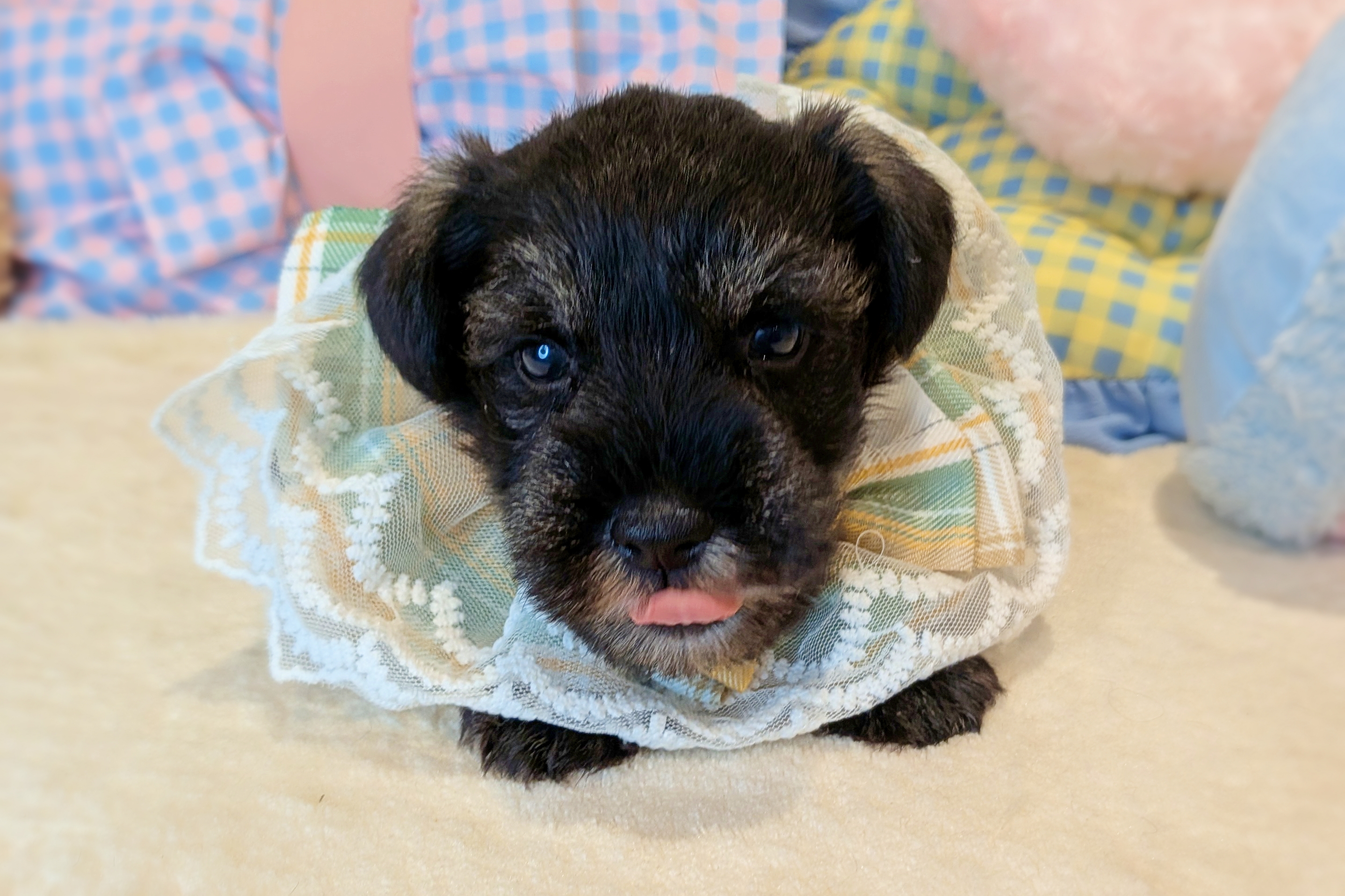 京都府のミニチュアシュナウザー (ペッツワン亀岡店/2025年11月5日生まれ/男の子/ソルトペッパー)の子犬の3枚目の画像