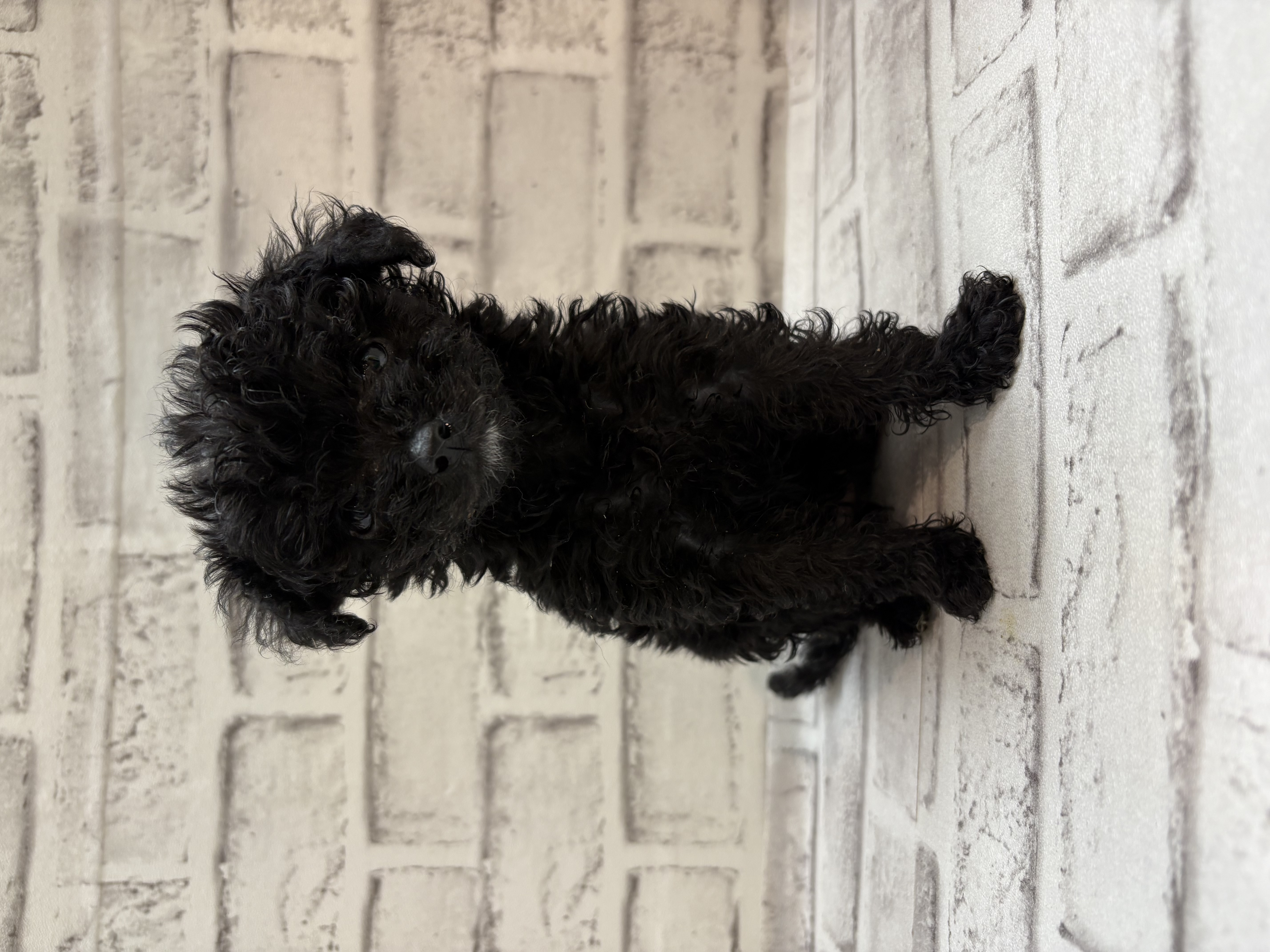 宮城県のハーフ犬・ミックス犬 (ペッツワン古川店/2025年10月21日生まれ/女の子/ブラック)の子犬の2枚目の画像