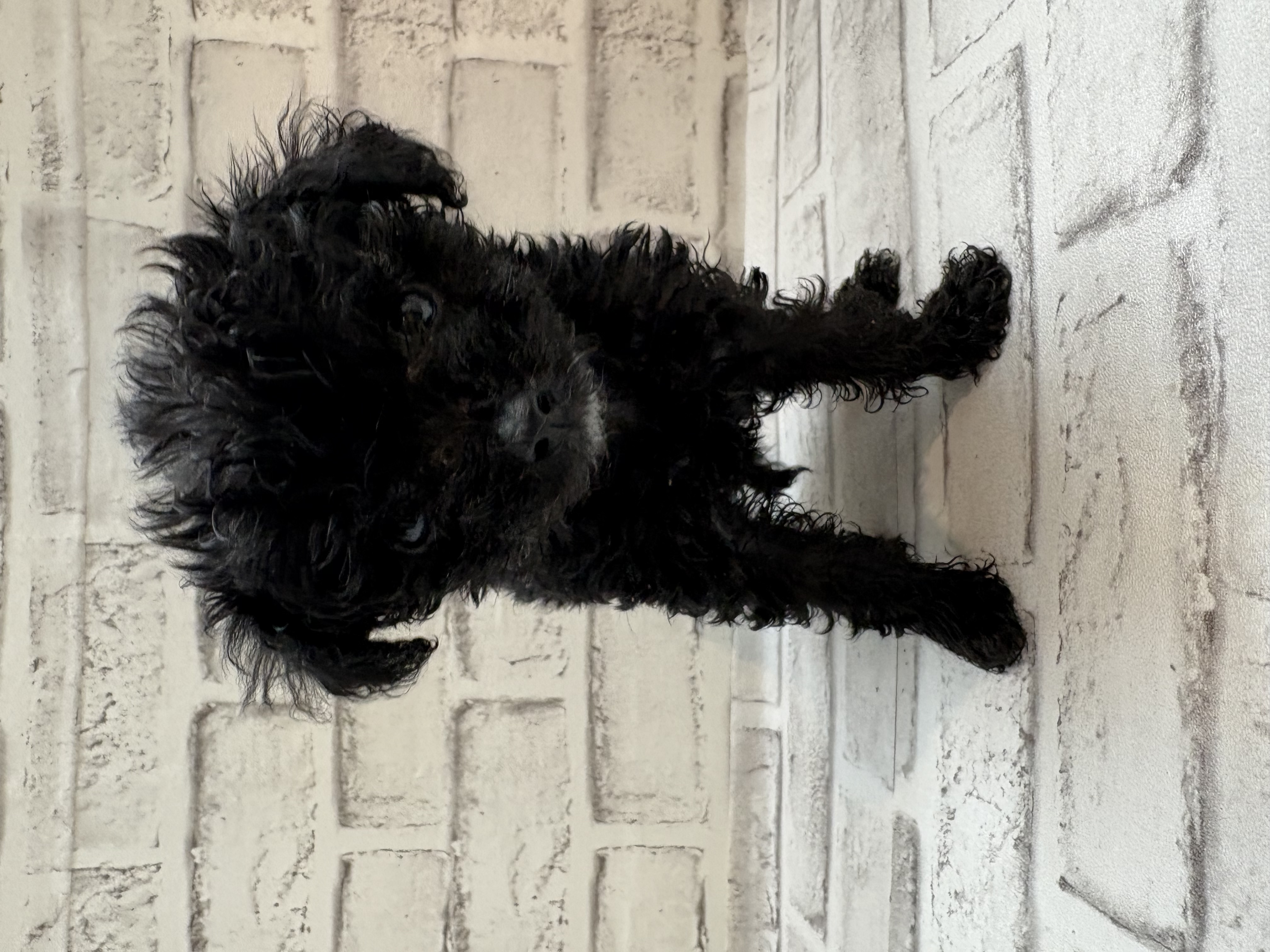 宮城県のハーフ犬・ミックス犬 (ペッツワン古川店/2025年10月21日生まれ/女の子/ブラック)の子犬の1枚目の画像