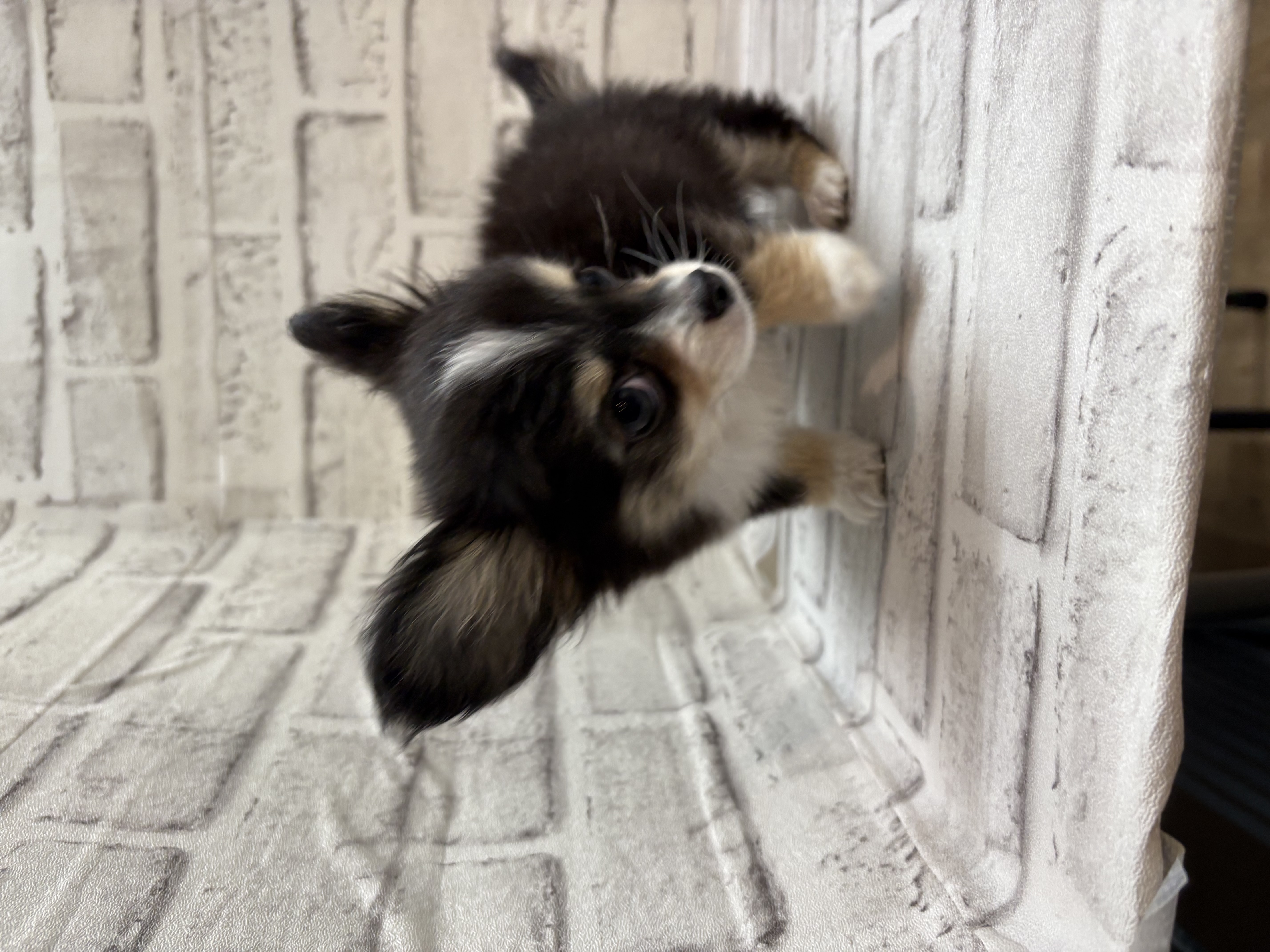 宮城県のハーフ犬・ミックス犬 (ペッツワン古川店/2025年10月1日生まれ/女の子/ブラックタンホワイト)の子犬の2枚目の画像