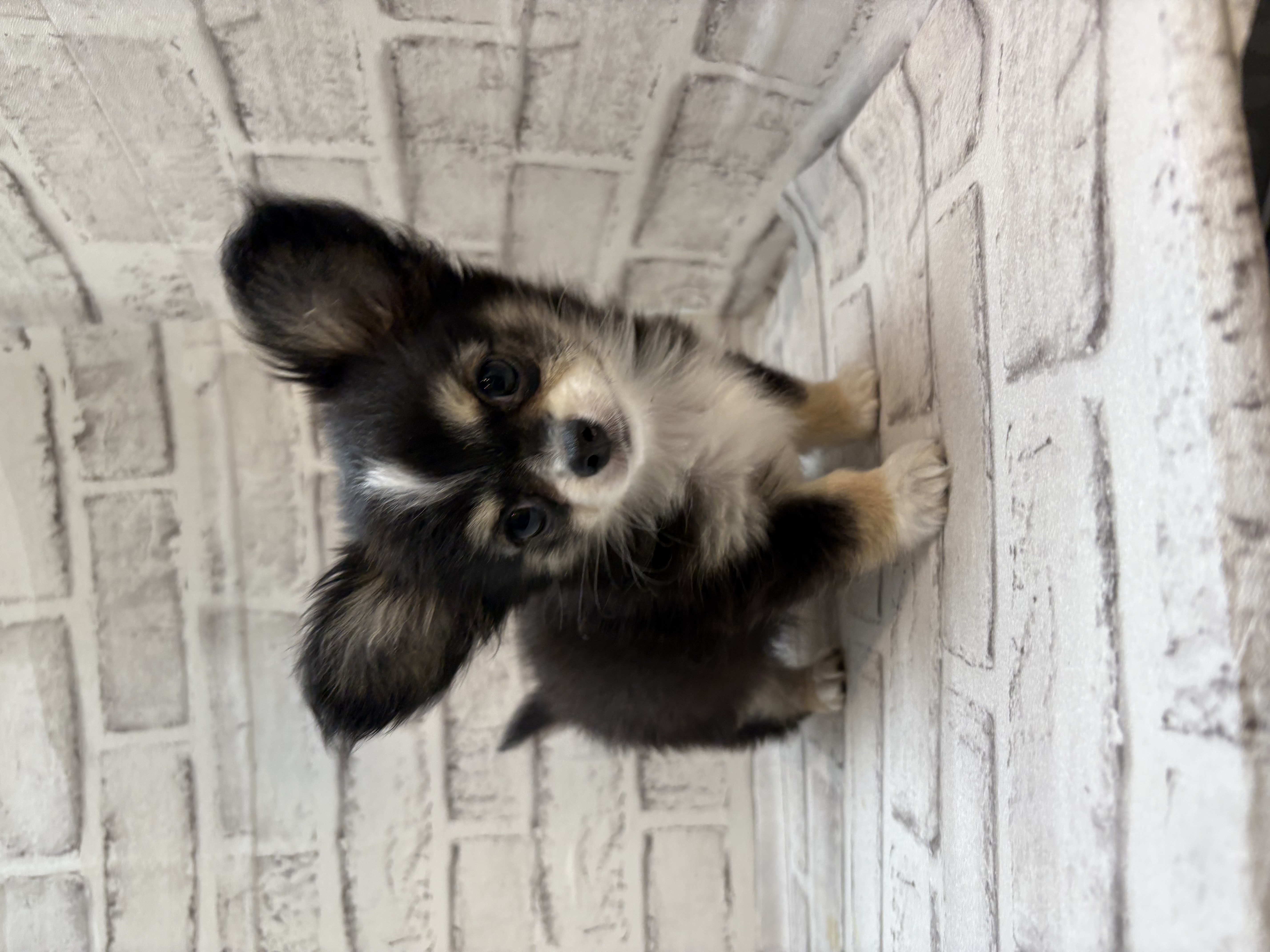 宮城県のハーフ犬・ミックス犬 (ペッツワン古川店/2025年10月1日生まれ/女の子/ブラックタンホワイト)の子犬の1枚目の画像