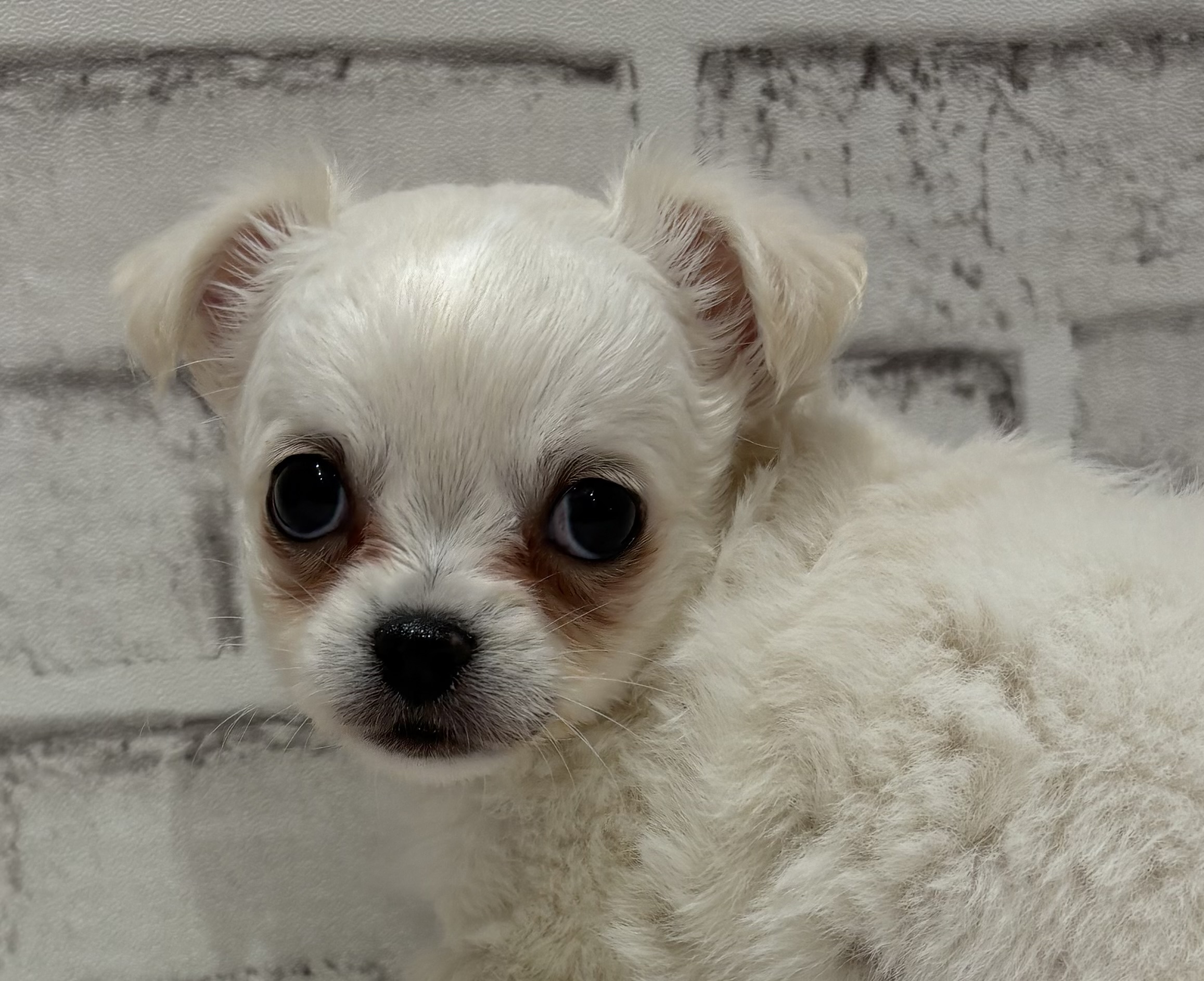 宮城県のチワワ(ロング) (ペッツワン古川店/2025年11月6日生まれ/男の子/ホワイトクリーム)の子犬